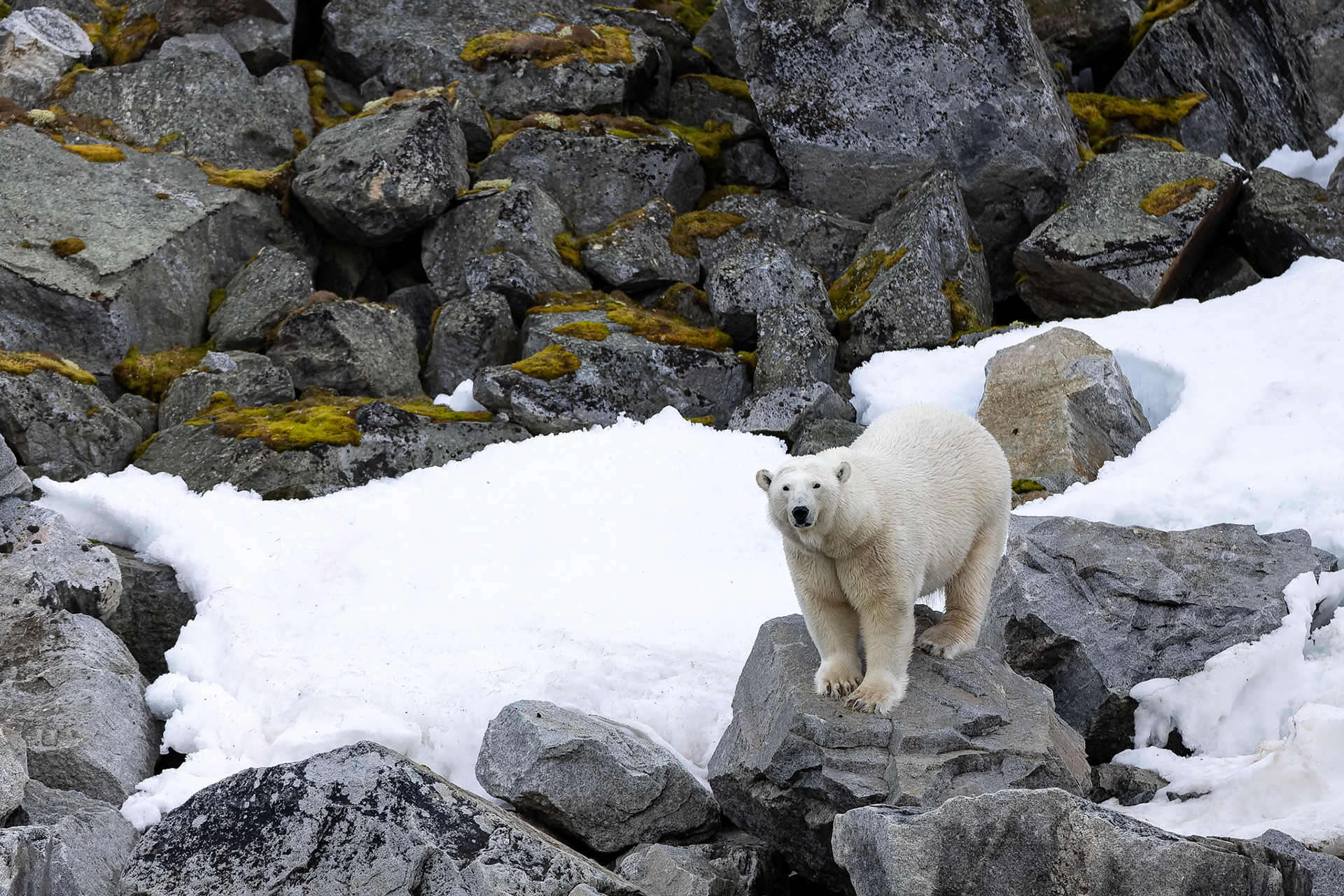 Polar bear, Hamiptonbukka, Svalbard, Norway