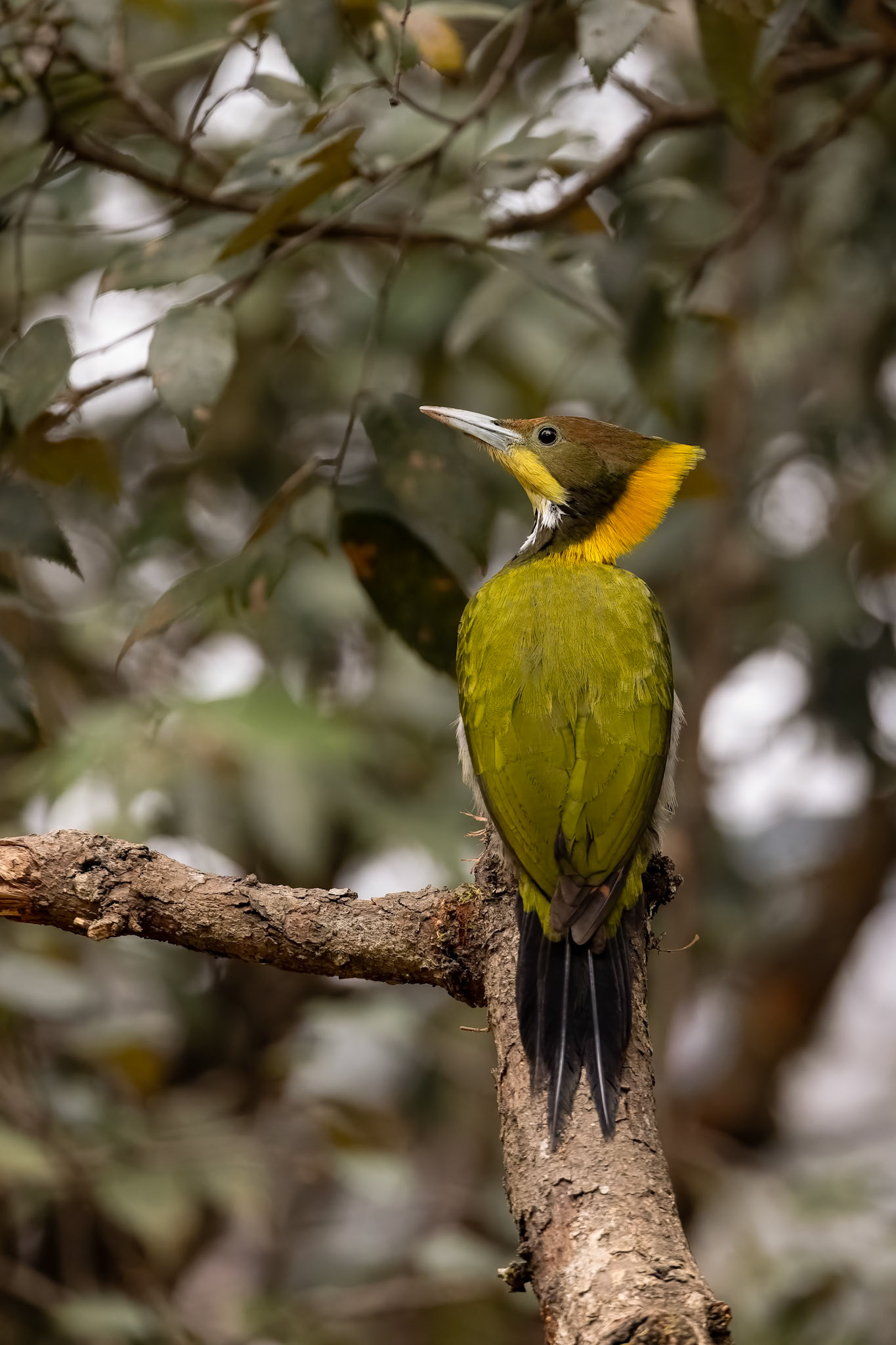 Greater yellownape, Bird's Den, Corbett Tiger Reserve, India