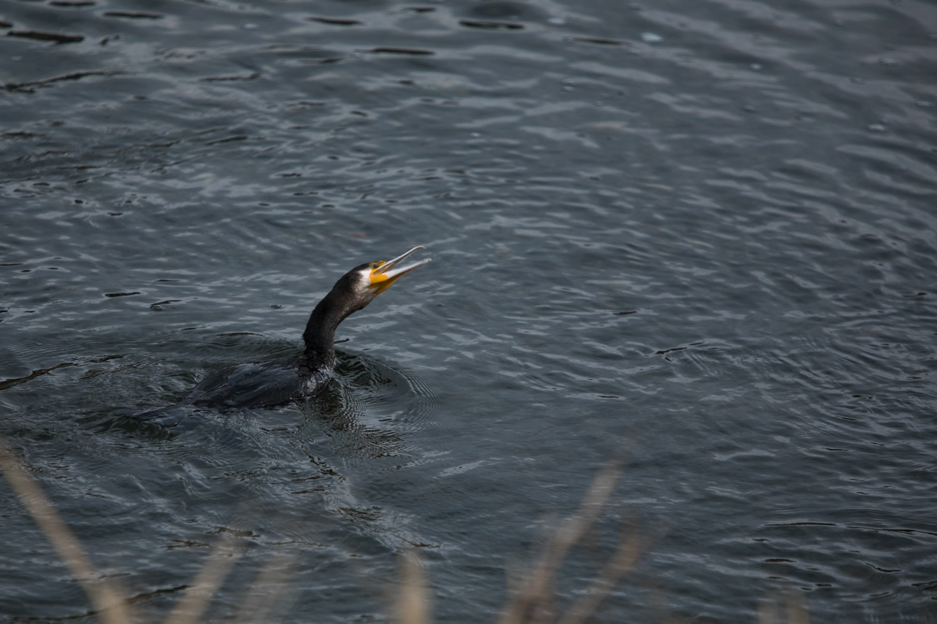 Great comorant, Kamo river, Kyoto, Japan