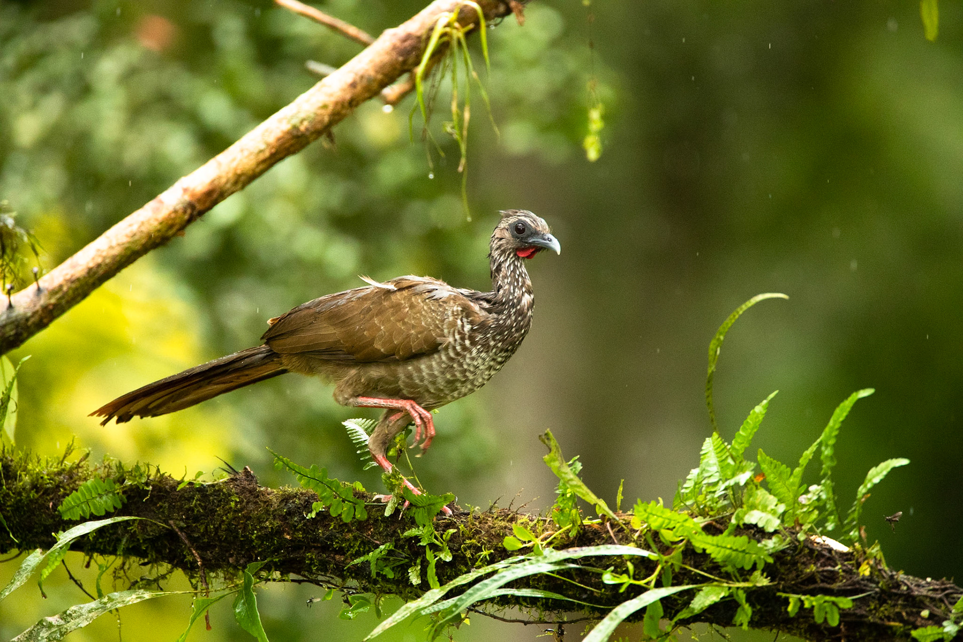 Speckled chachalaca, Amazonia Lodge, Manu National Park,  Peru
