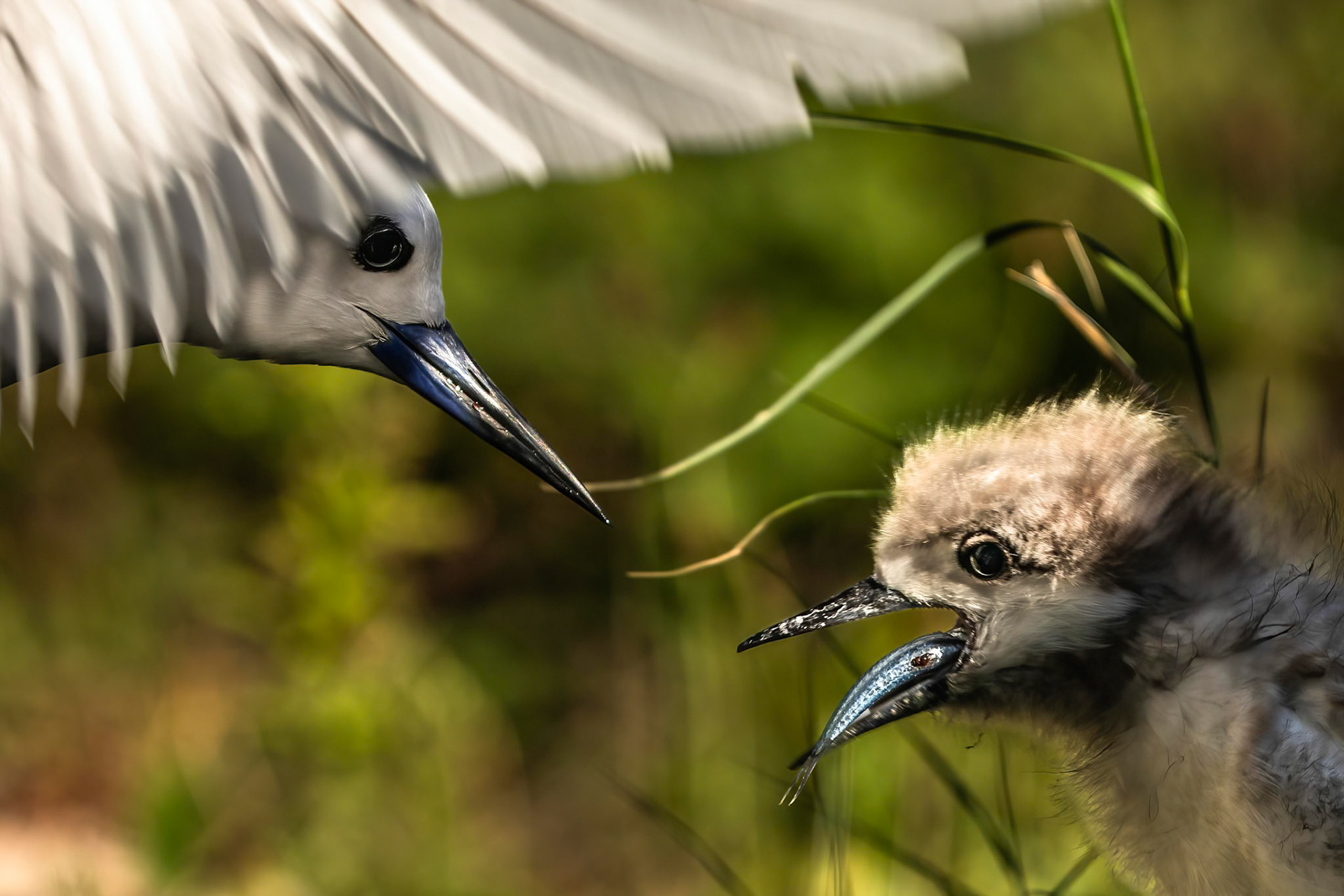 White tern, Lord Howe Island, New South Wales, Australia