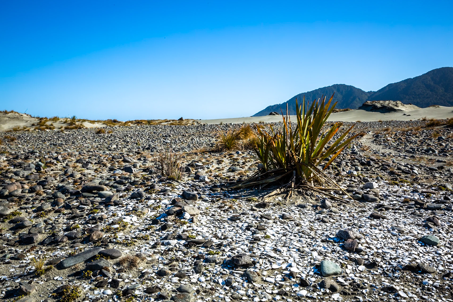 Hollyford Track, Martin's Bay, New Zealand
