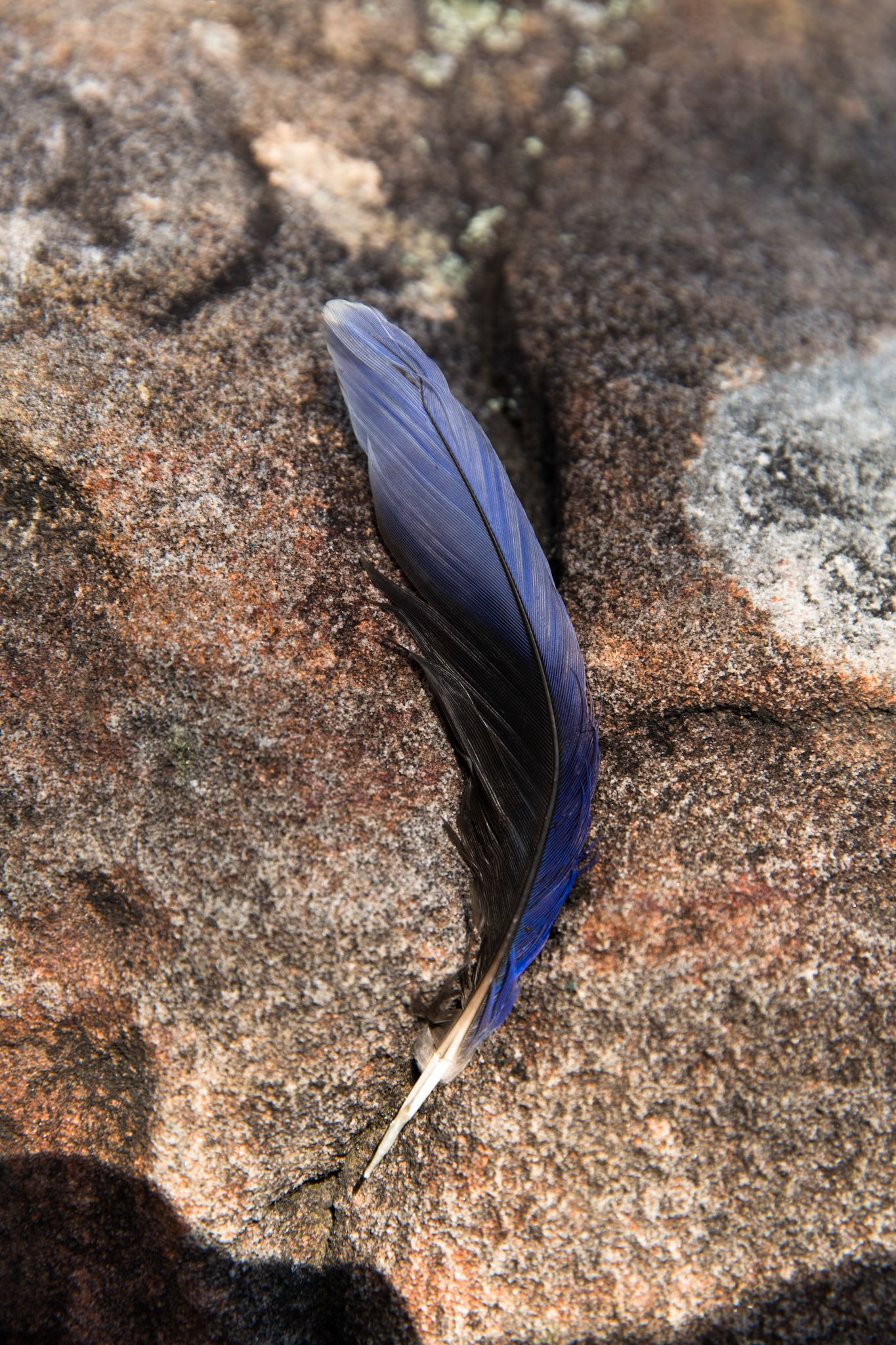 From Springwood Station walked to the bottom of Sassafras Gully Road, descending the gully following the creek downstream to Perch Ponds (tea stop) at the intersection of Magdala and Glenwood creeks.  Continued downstream following Glenbrook creek past Martin's camping area and then took the track out of the creek up to Martins Lookout (lunch).  Followed the service road back to Farm road. Notes by Peter Watt.