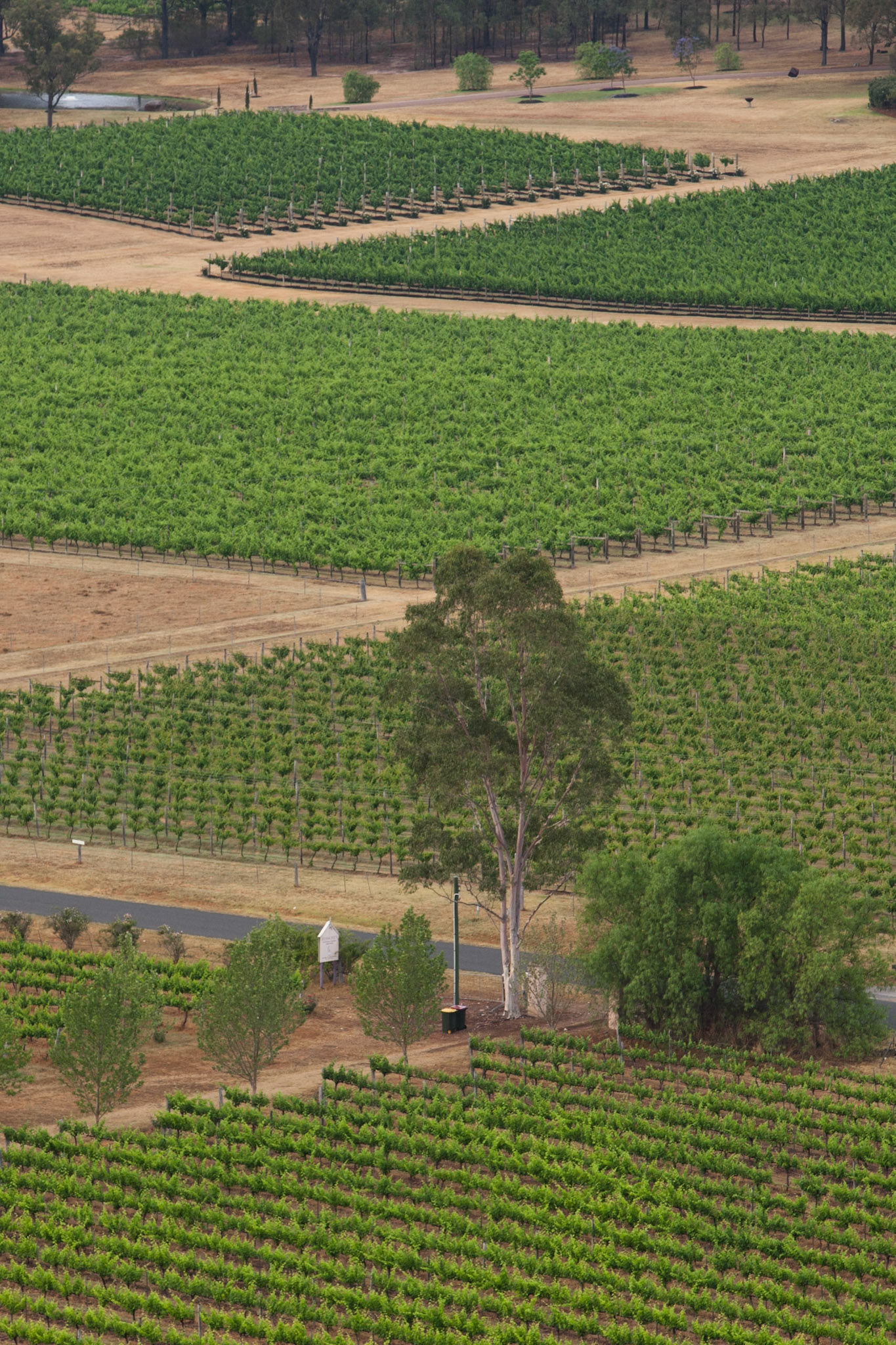 Hot air balloon ride in the Hunter Valley, New South Wales.
