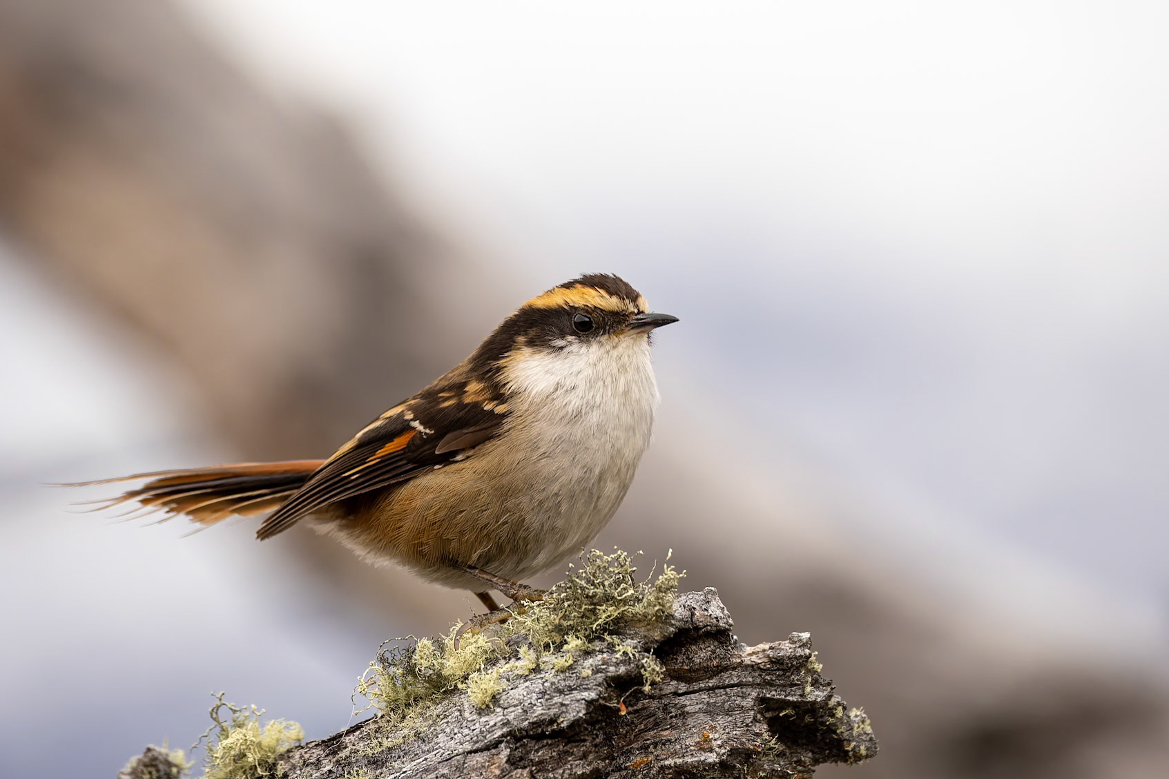 Thorn-tailed rayadito, Torres del Paine, Patagonia, Chilé