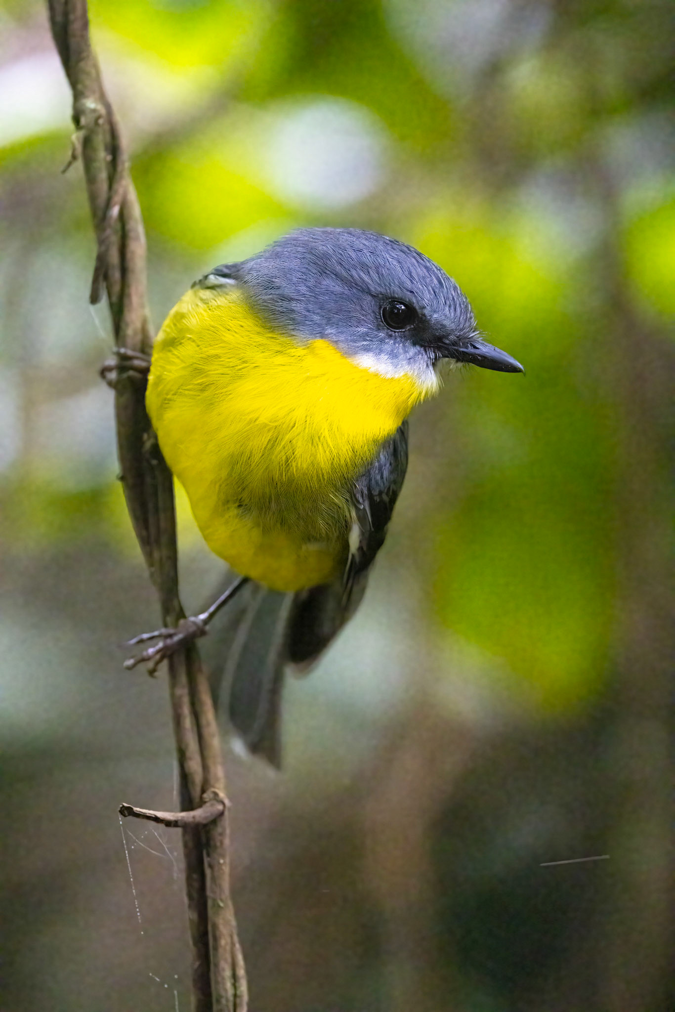 Eastern yellow robin, O'Reilly's Rainforest Retreat, Lamington National Park, Queensland, Australia