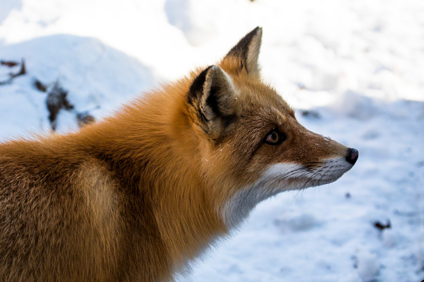 Red fox, near Sunayu, Hokkaido, Japan