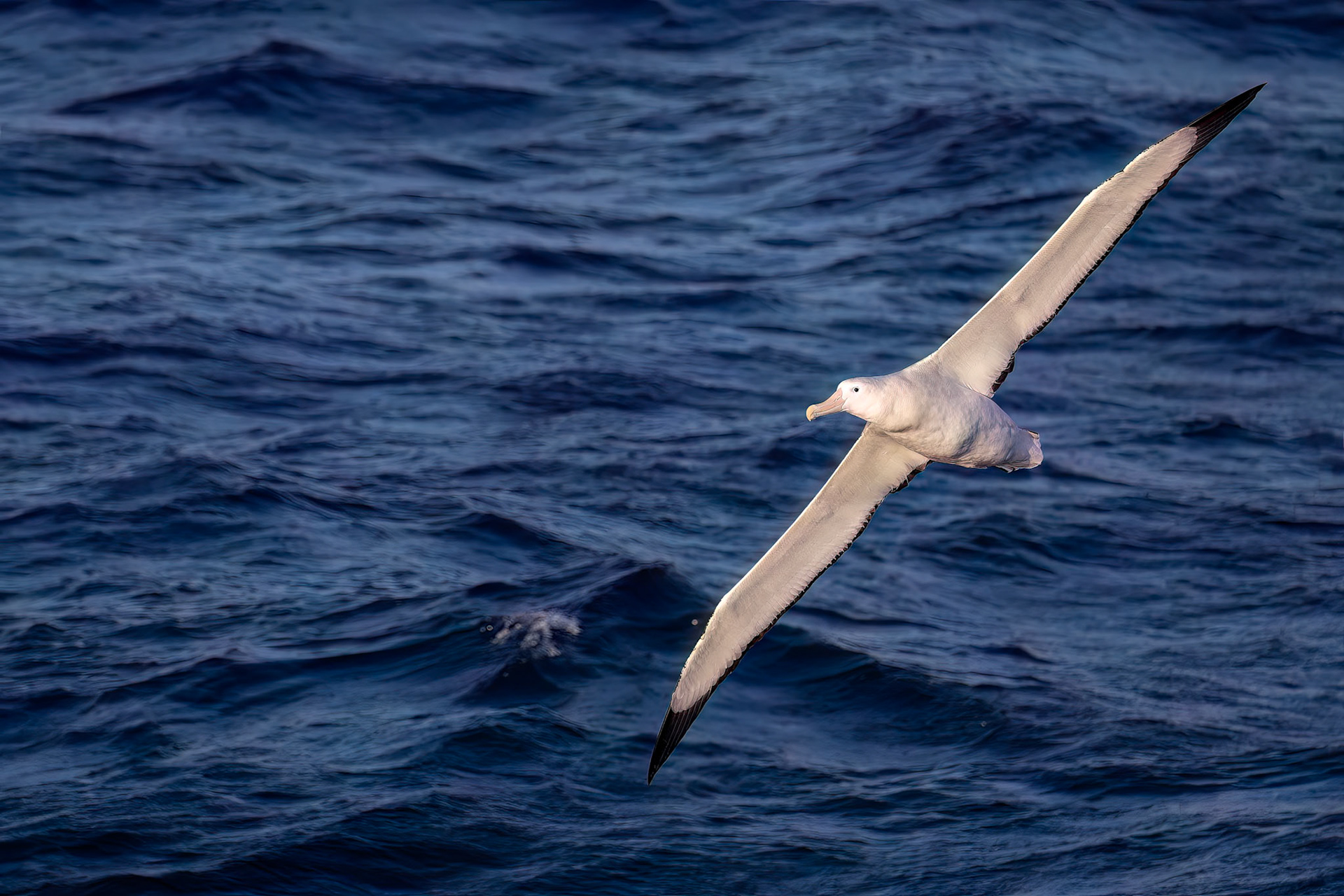 Northern royal albatross, from the Falklands towards South Georgia