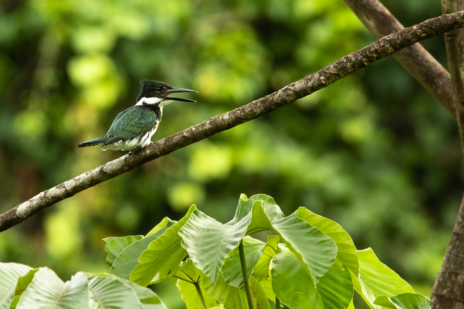 Amazon kingfisher, Amazonia Lodge, Manu National Park,  Peru