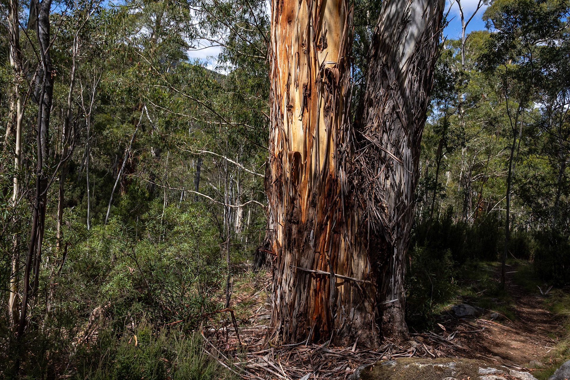 Perisher Valley to Bullock's Flat, Snowies Hiking Trail, Snowy Mountains, New South Wales, Australia