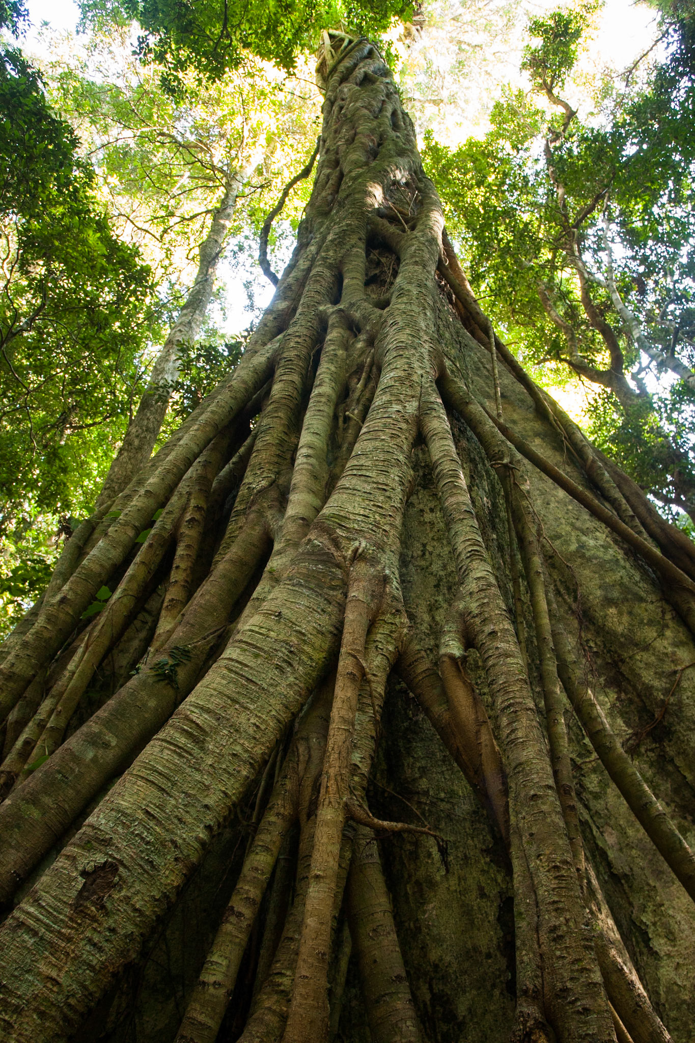 Lamington National Park, Queensland