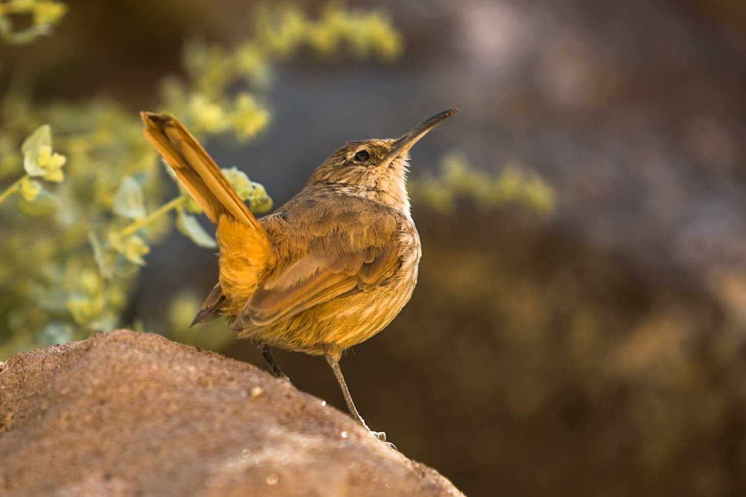 Cordilleran canastero, Puritama hot springs, Atacama, Chile