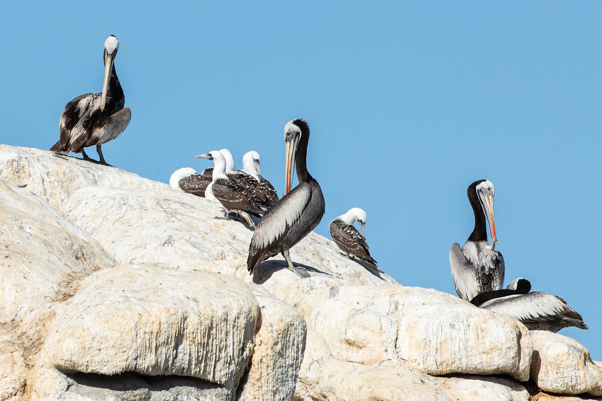 Peruvian pelican and Peruvian booby, Vinã del Mar, Chilé