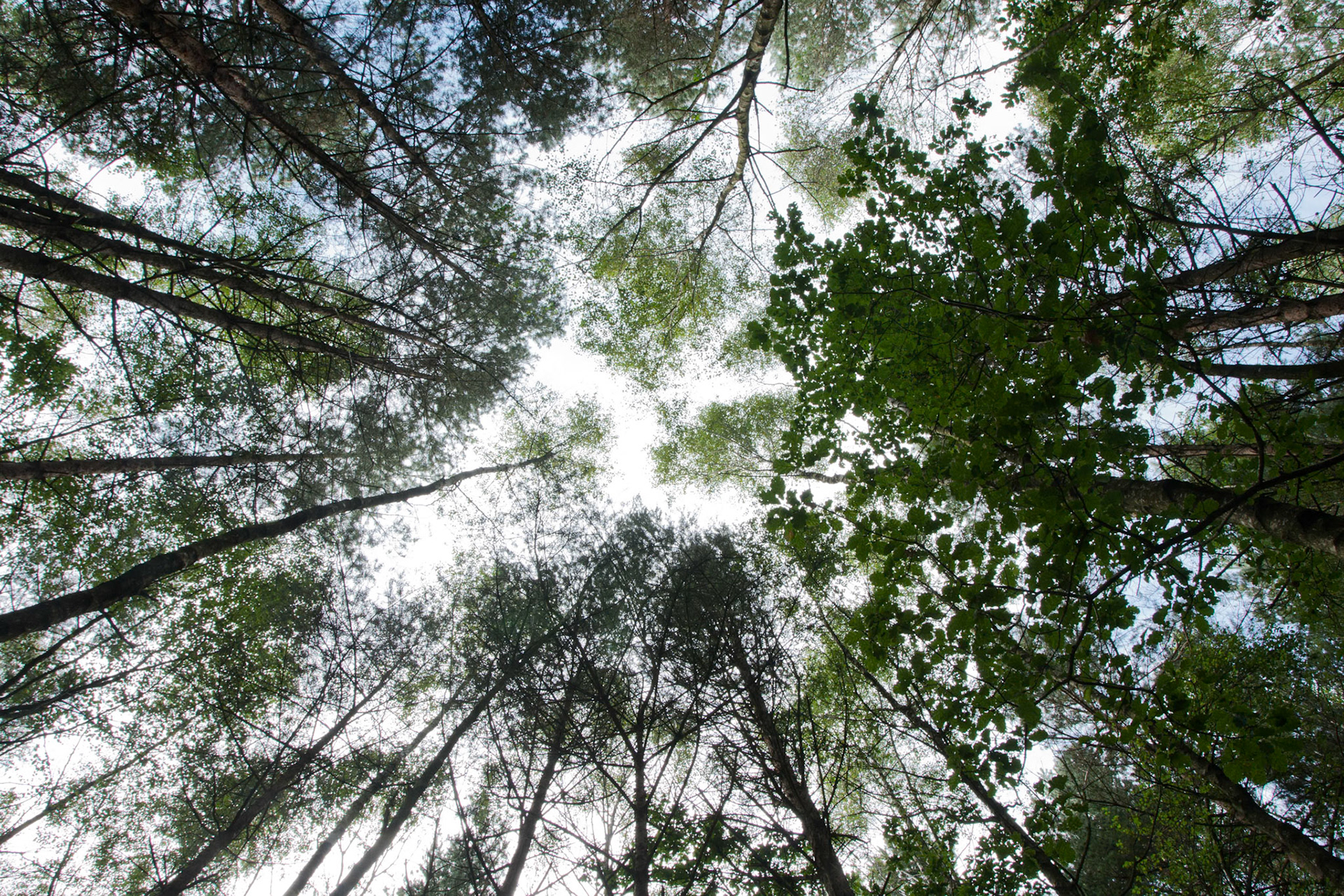 Forest canopy. Peaslake is in the centre of the Surrey Hills area, close to the market town of Guildford, England.