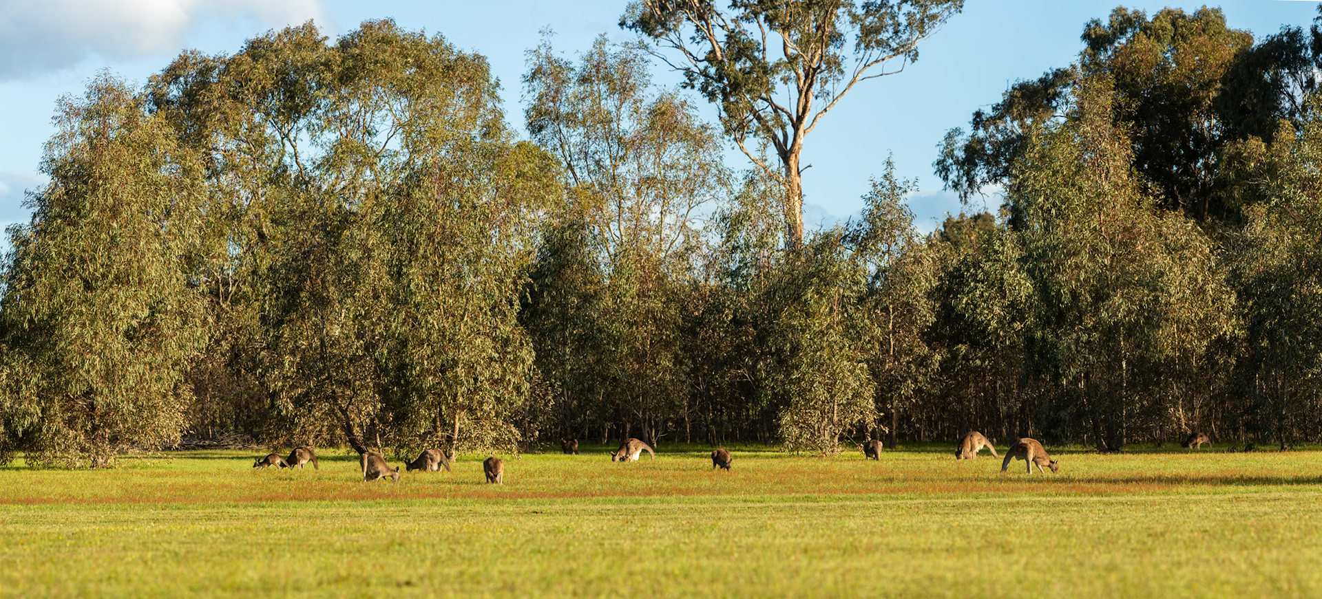 Eastern grey kangeroo, Hall's Gap, The Grampians, Victoria