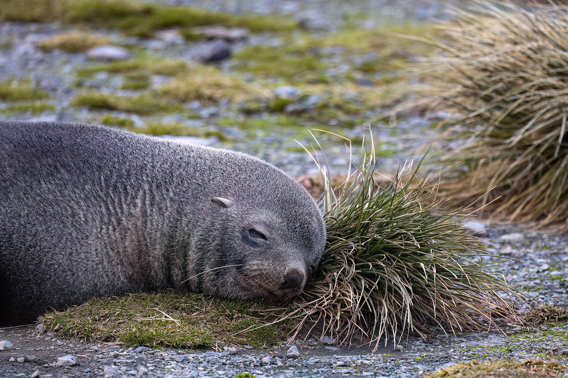 Antarctic fur seal, Rosita Bay, South Georgia