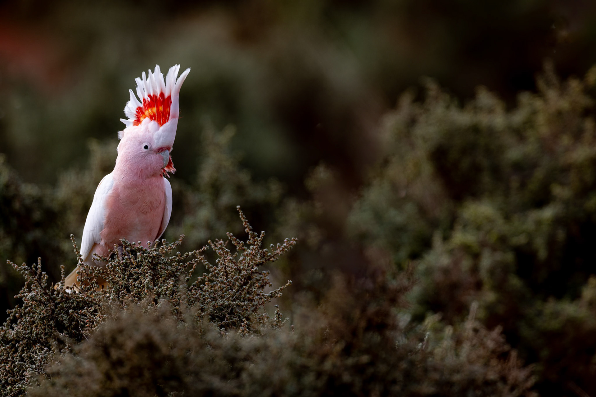 Pink cockatoo, Mt Ives, Port Augusta, South Australia