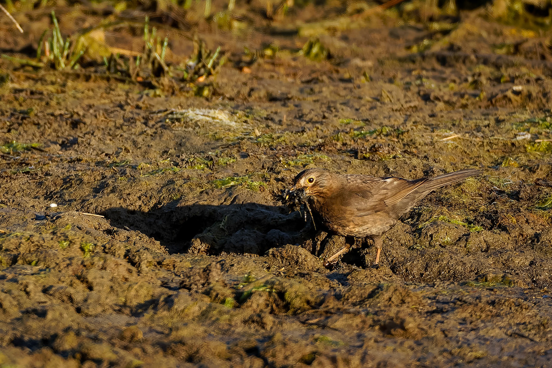Eurasian blackbird, Kingston beach, Hobart, Tasmania, Australia