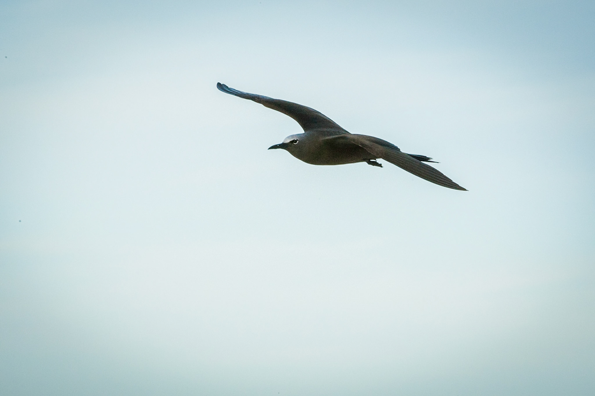 Common (brown) noddy in flight, Lady Elliot Island, Queensland, Australia