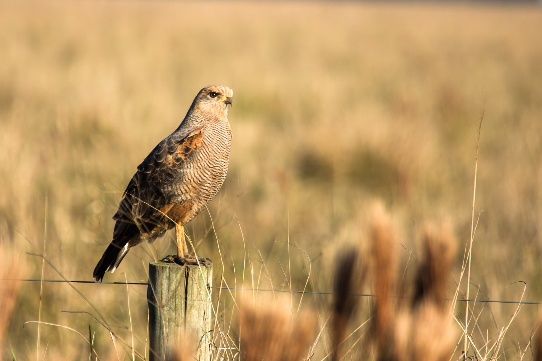 Savannah hawk, Puerto Valle Esteros, Ibera wetlands, Corrientes, Argentina