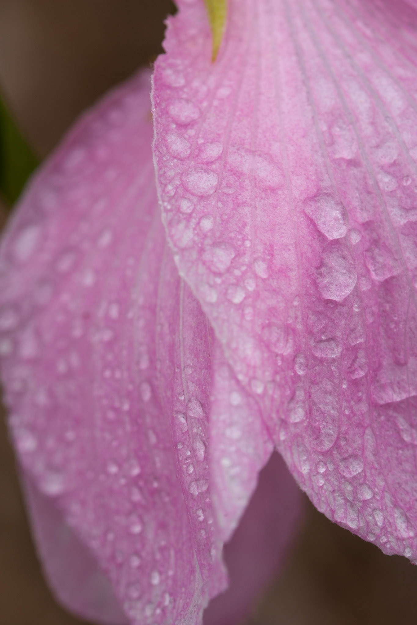 Raindrops on wild Hibiscus flowers, Litchfield