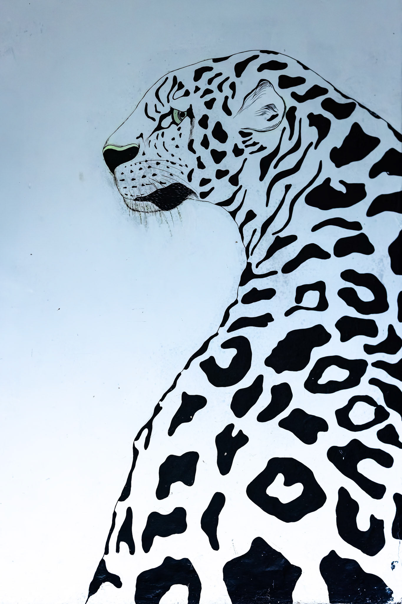 Indian leopard, Corbett Tiger Reserve, India