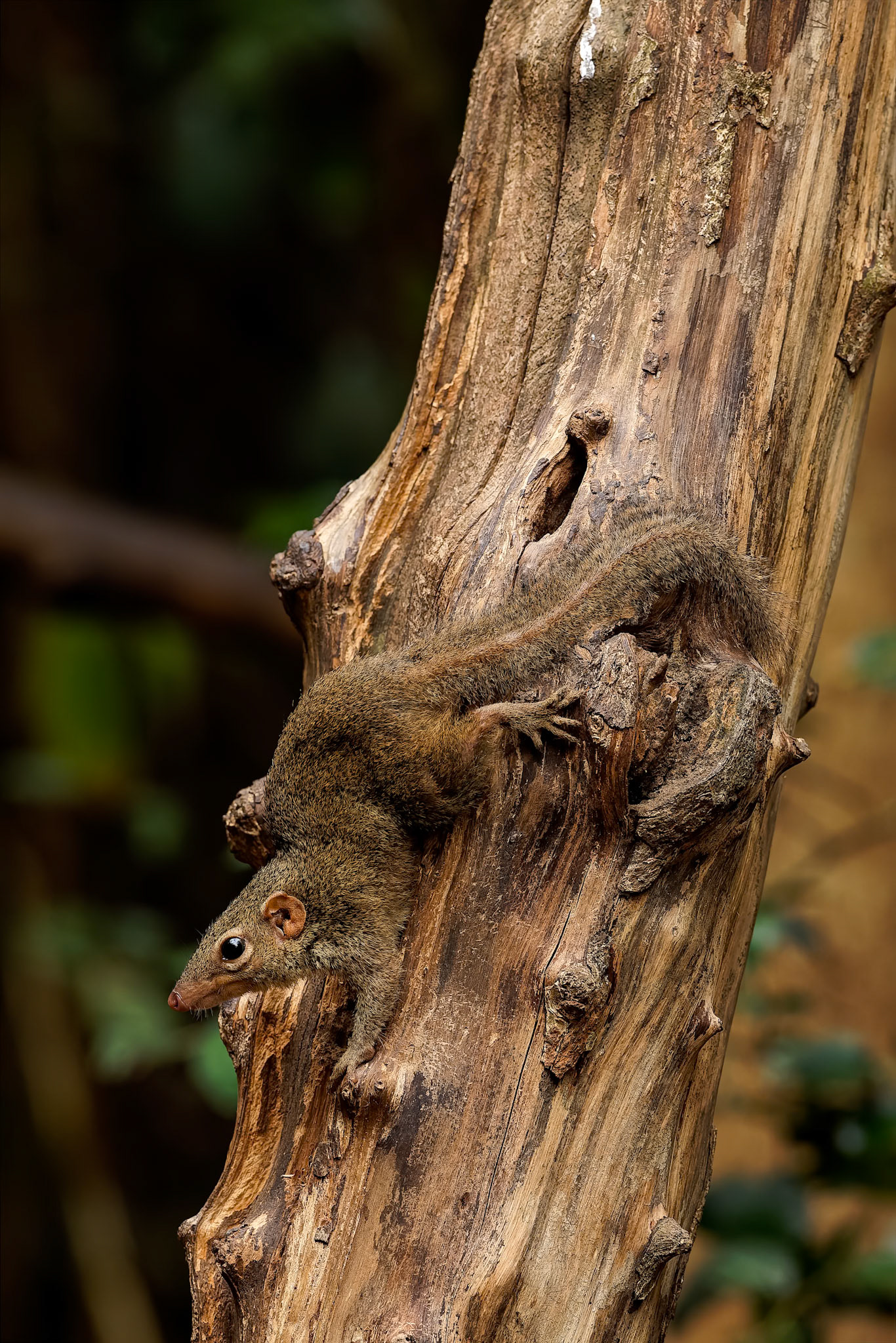 Northern treeshrew, Khaeng Krackan National Park, Thailand