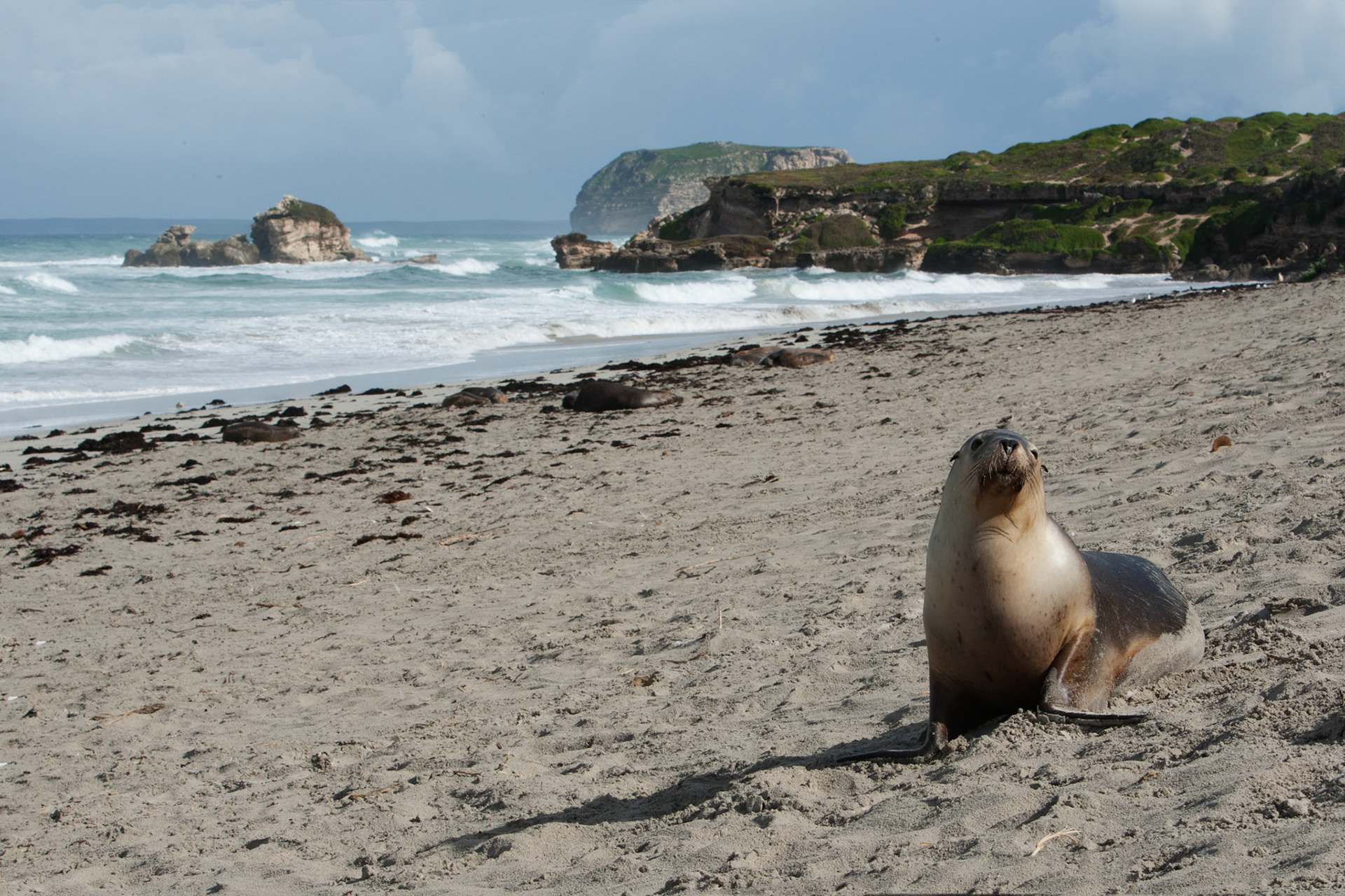 Australian sealions, Seal Bay, Kangaroo Island