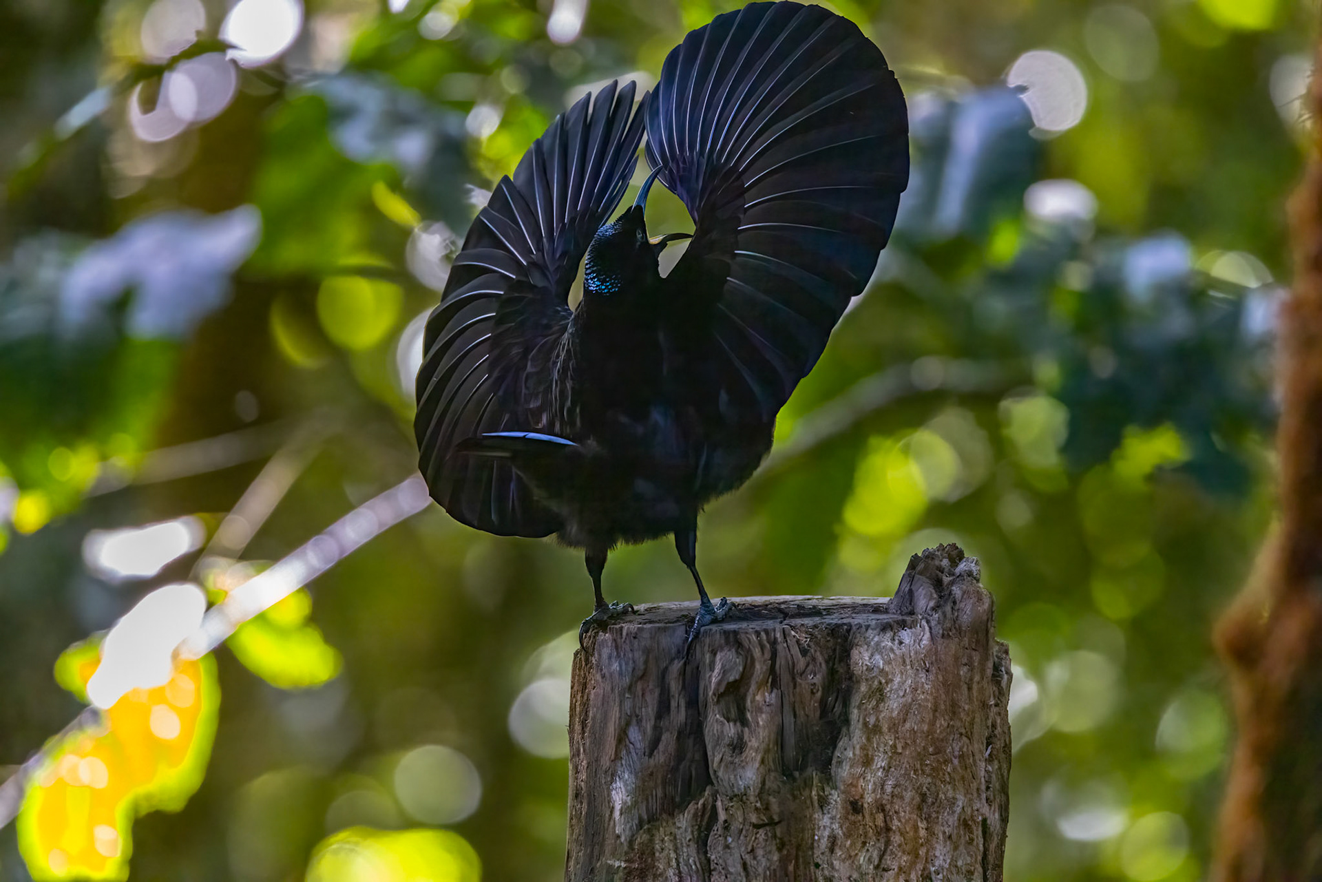 Victoria's riflebird, Lake Eacham, Atherton Tablelands, Queensland