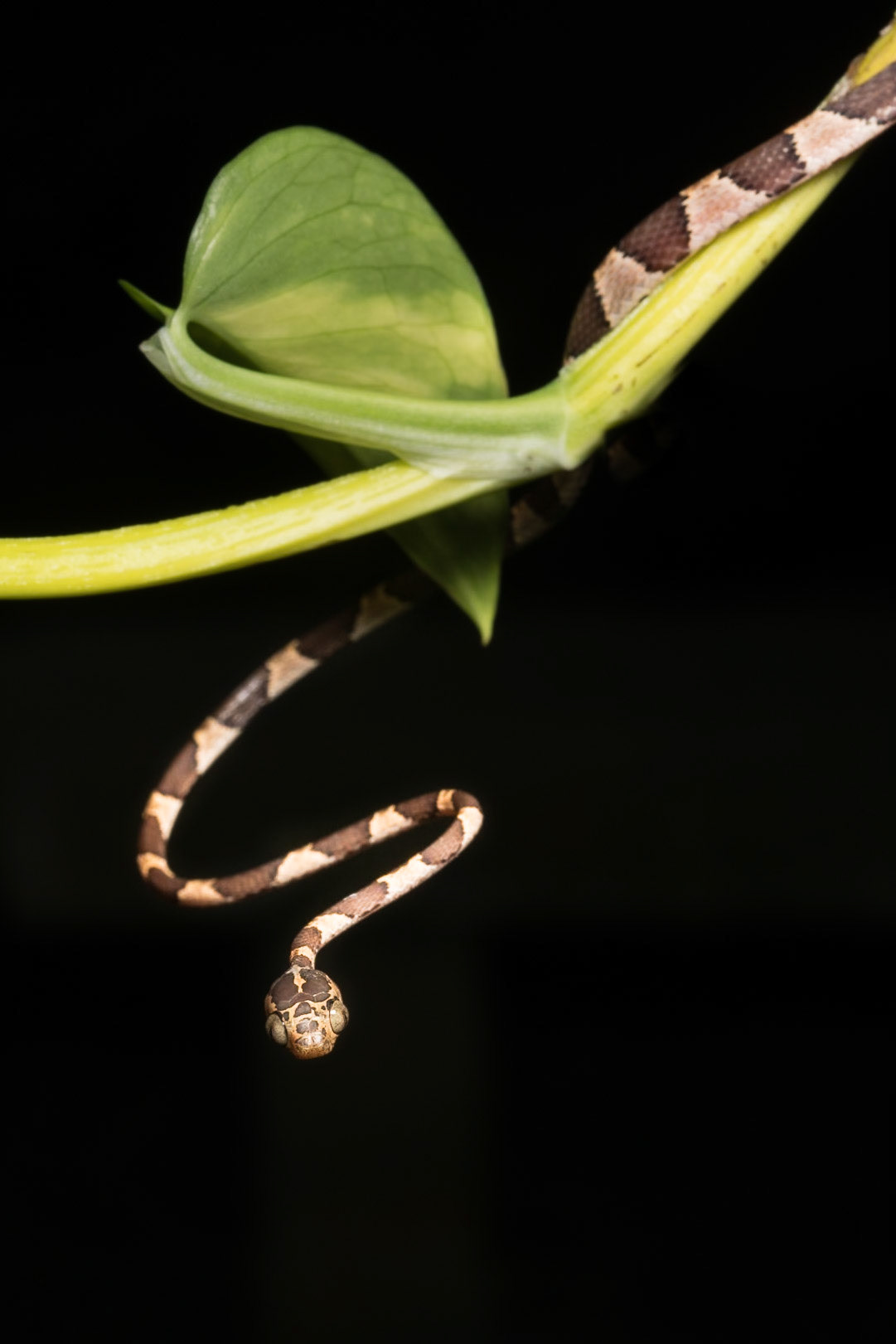 Blunt-headed vine snake, Villa Lapas, Costa Rica