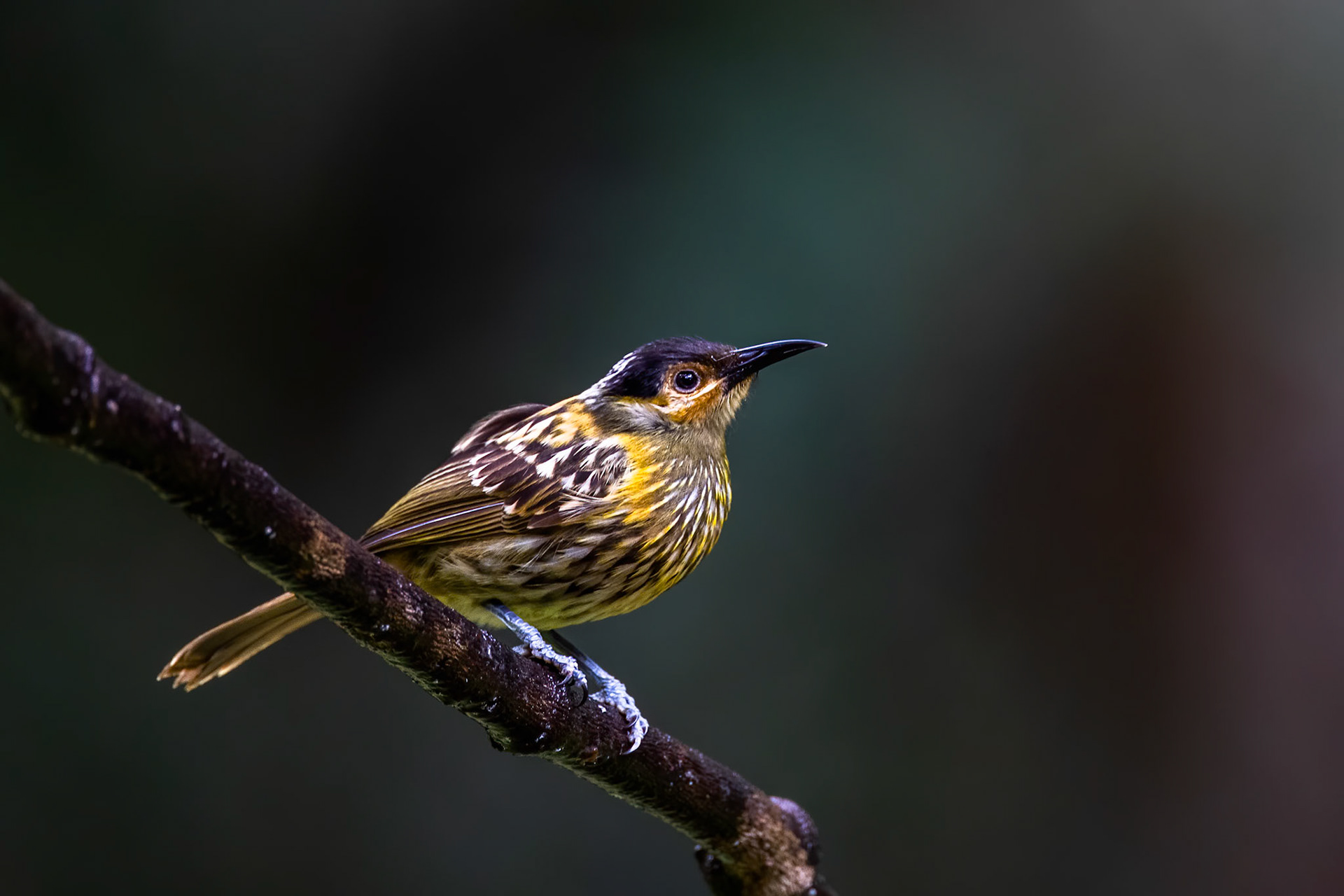 Macleay's honeyeater, Lake Eacham, Queensland, Australia