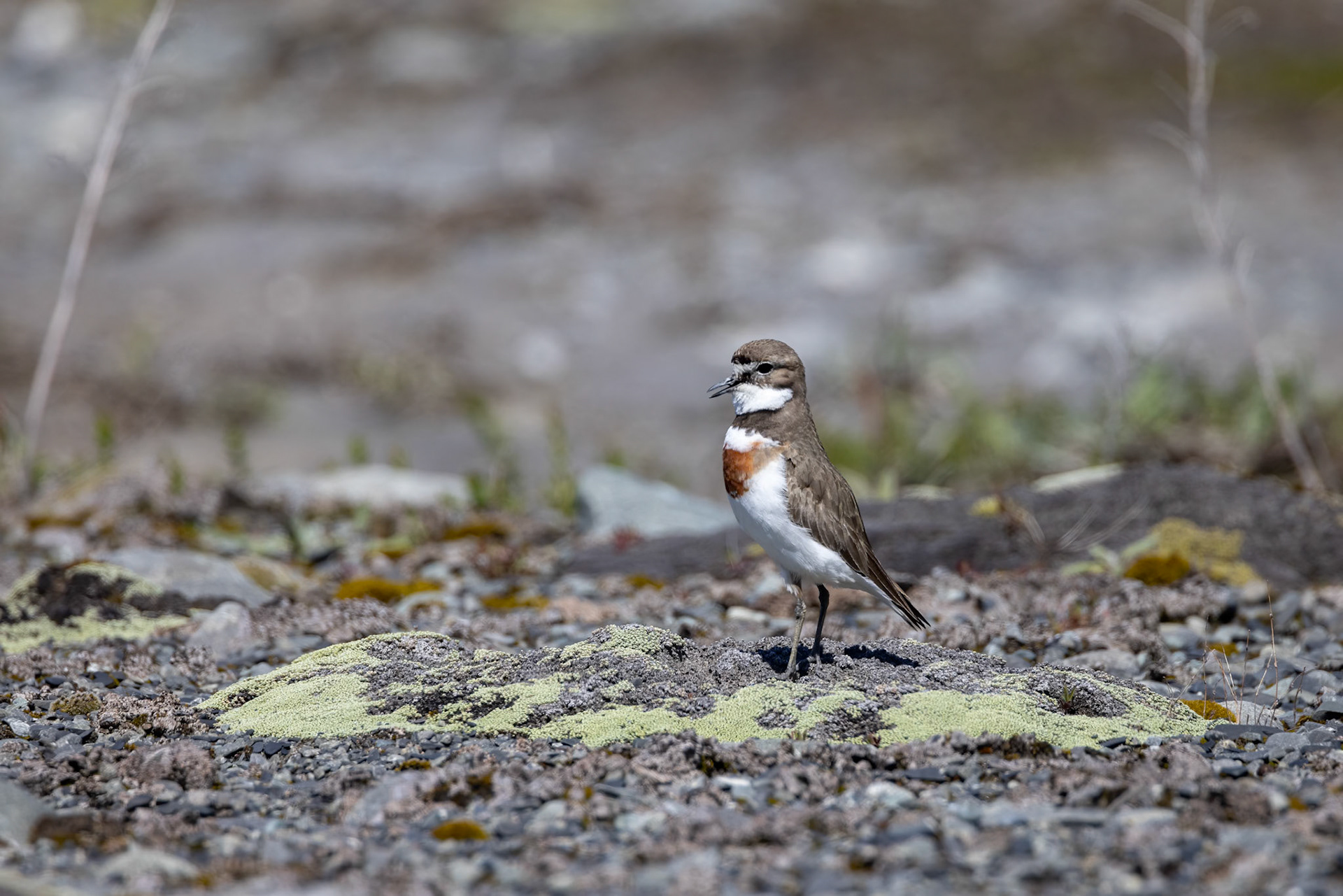 Banded dotterel (double-banded plover), Twizel, New Zealand