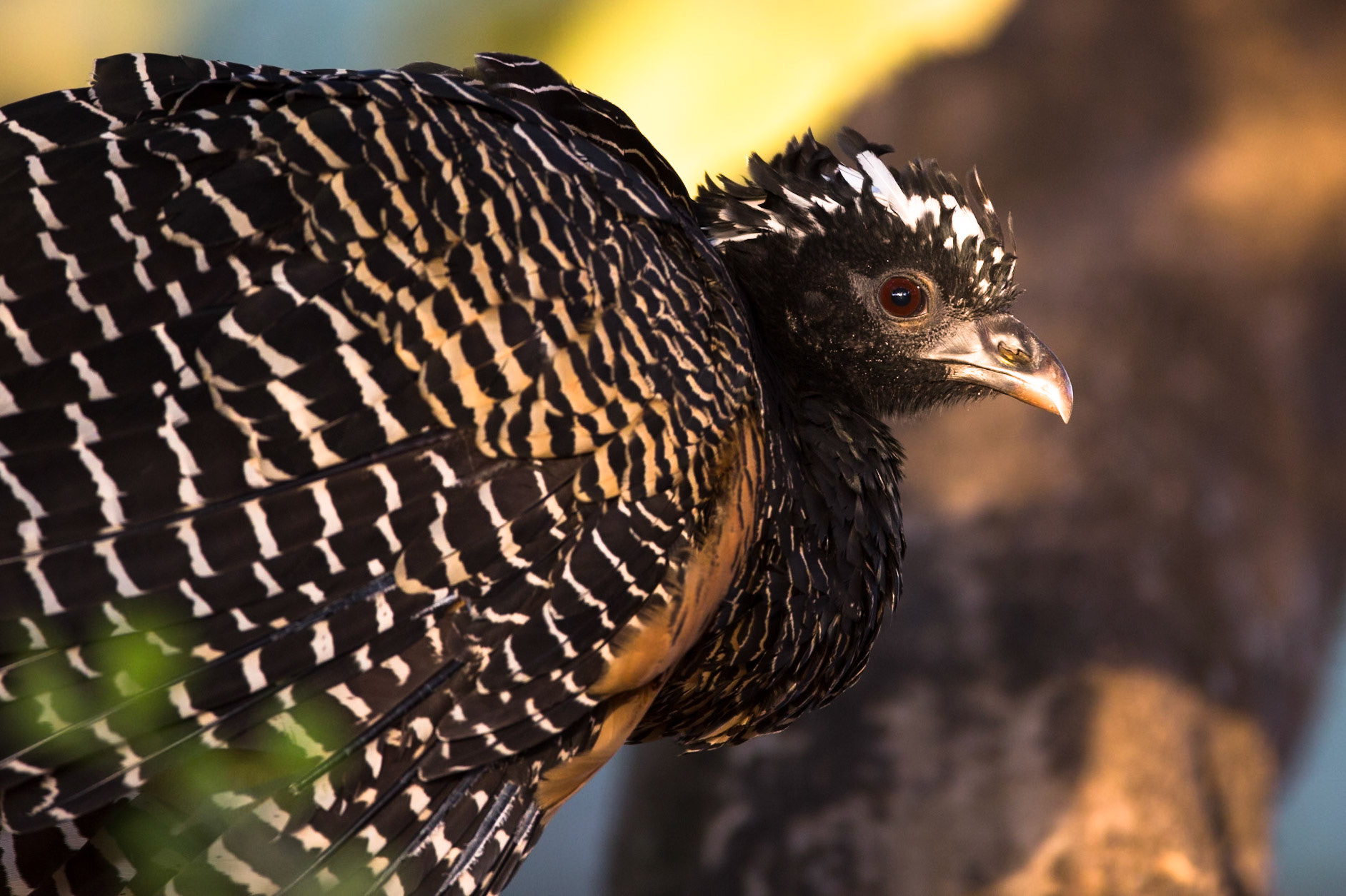Bare-faced curassow, Porto Jofre, Pantanal, Brazil