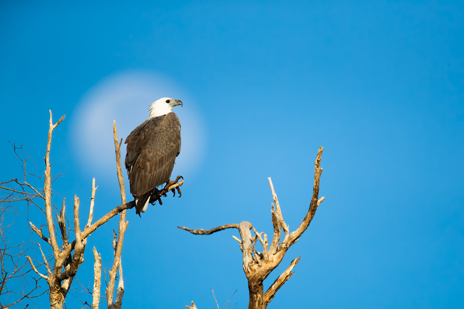White-bellied sea-eagle, Corroboree billabong, Corroboree, Northern Territory, Australia