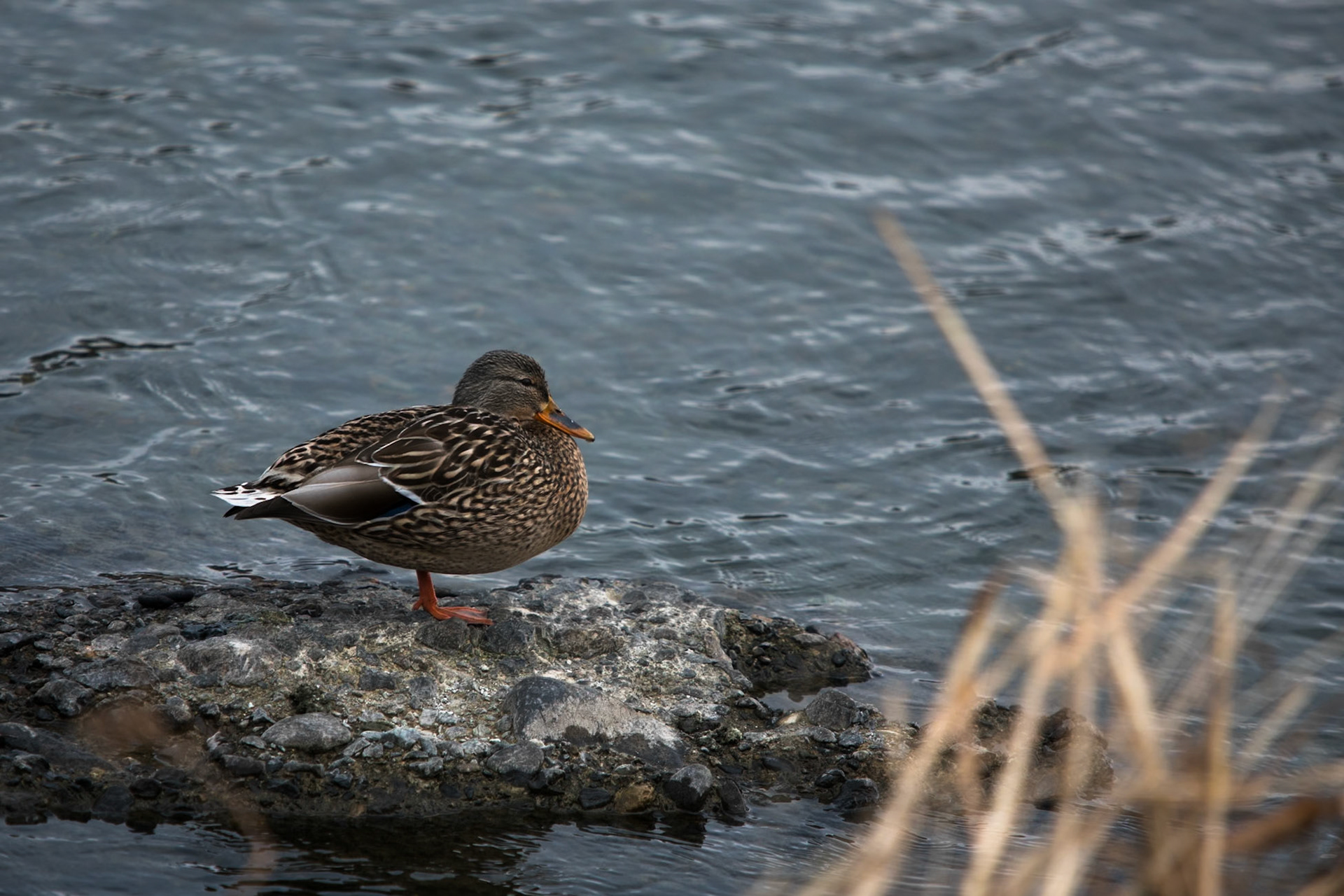 Mallard, Kamo river, Kyoto, Japan