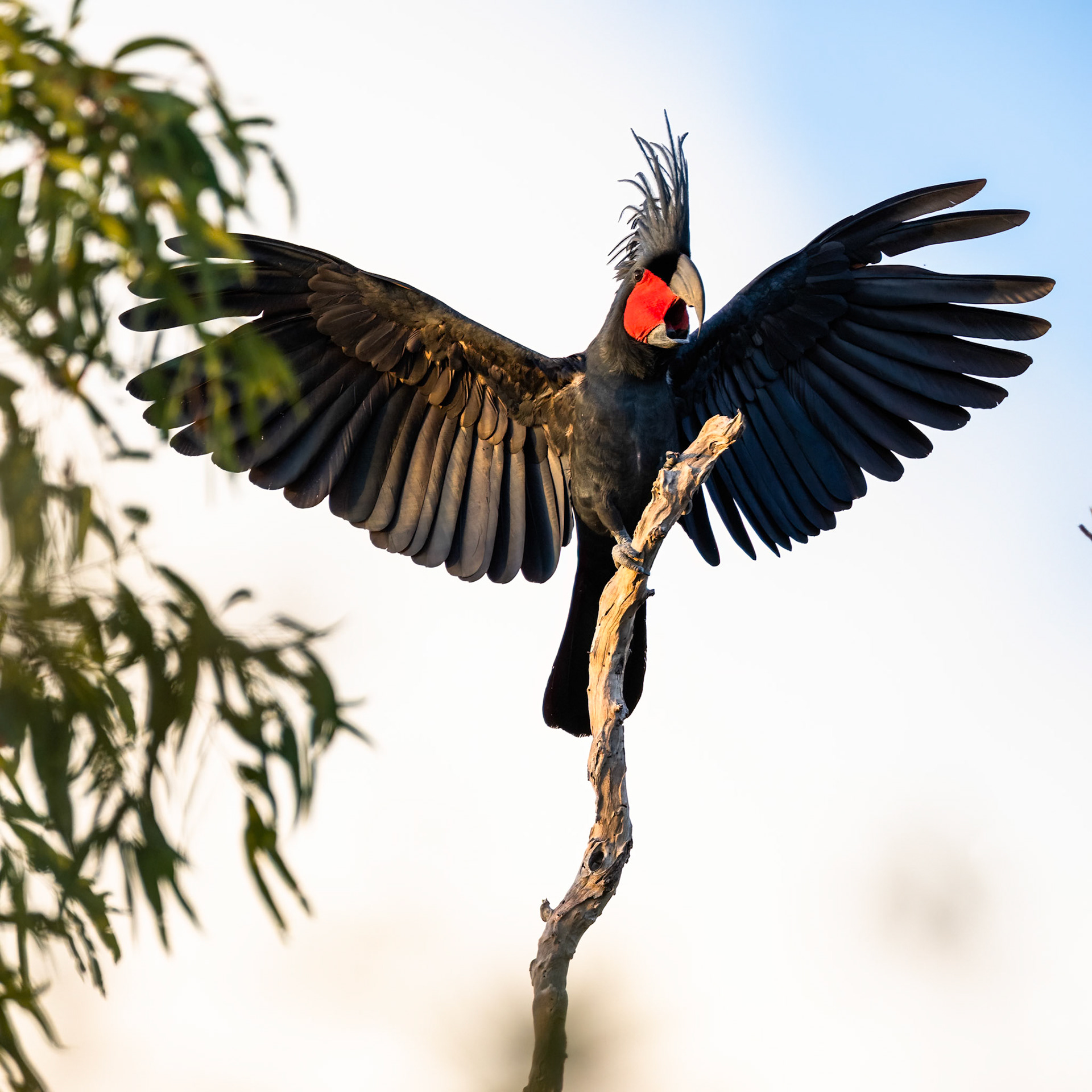 Palm cockatoo, Kutini-Payamu (Iron Range) National Park, Cape York Penninsula, Queensland