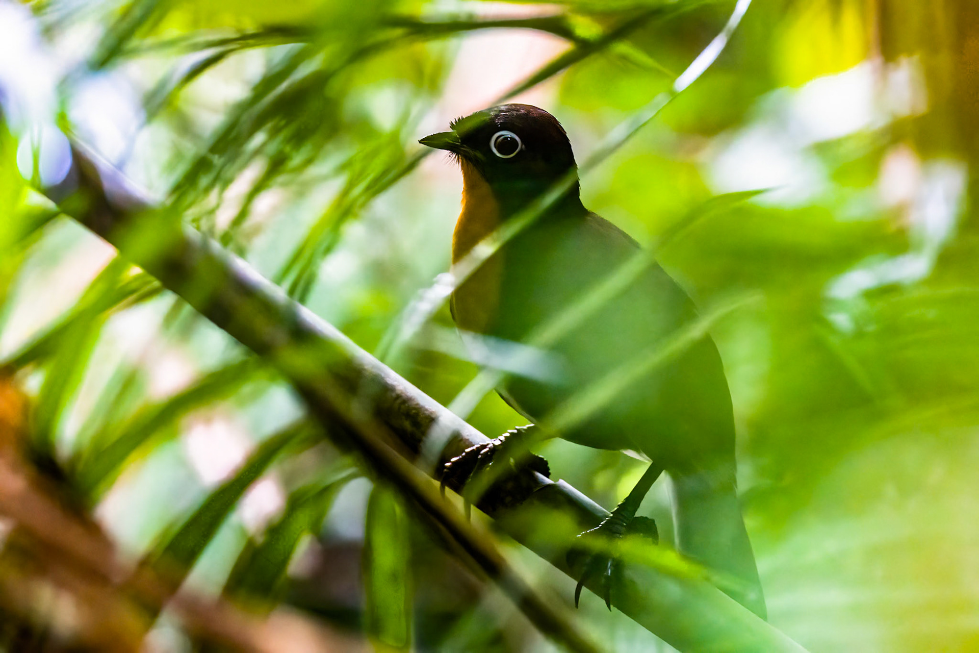 Chowchilla, Lake Barrine, Atherton Tablelands, Queensland