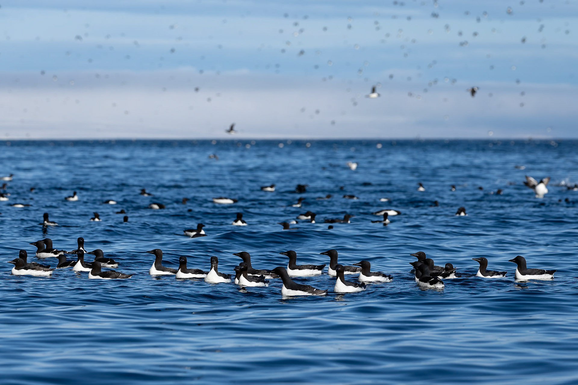 Brünnich's guillemot, Alkefjettet, Svalbard, Norway