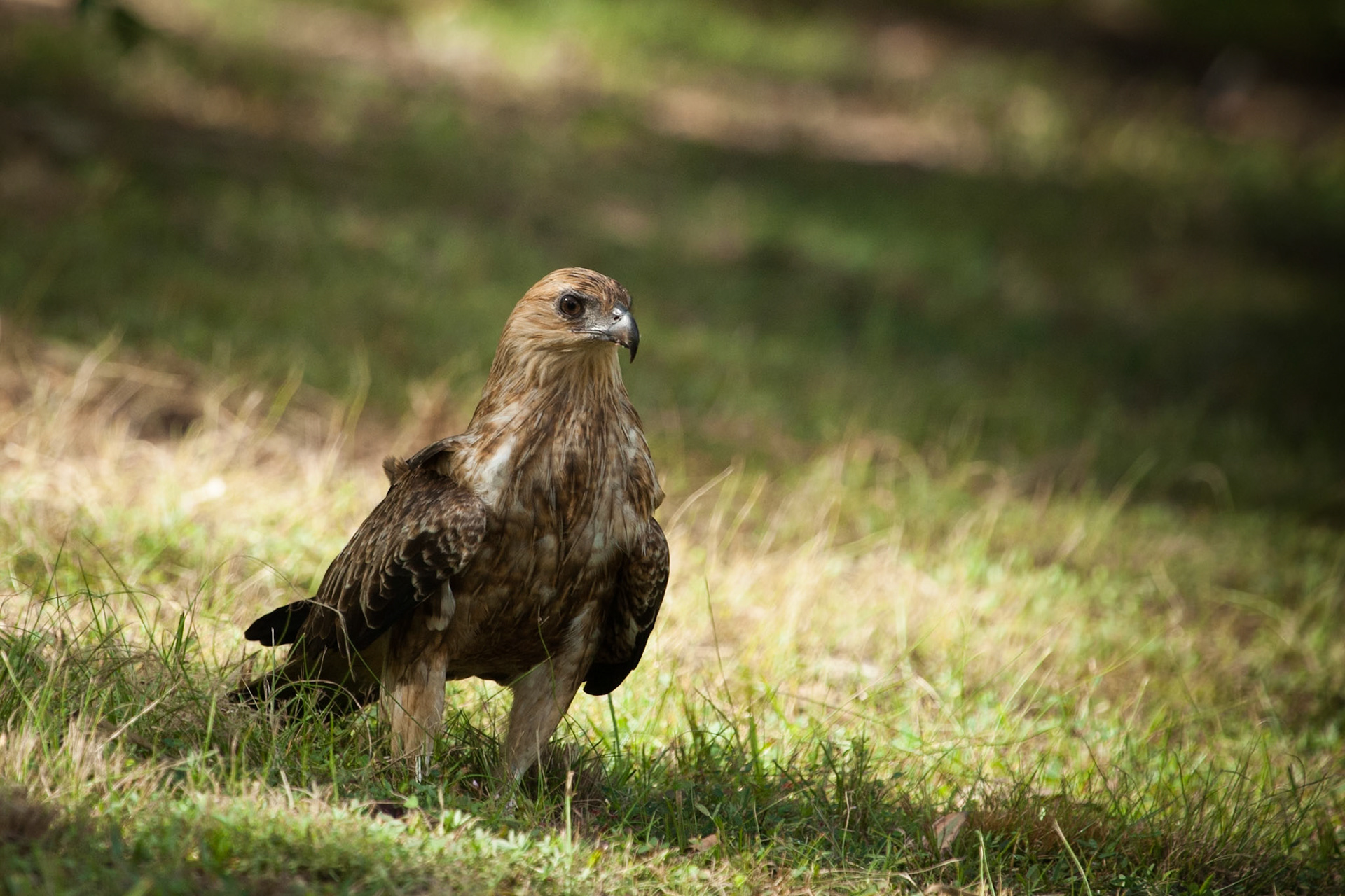 Whistling kite. Mount Borradale, Arnhemland, Northern Territory