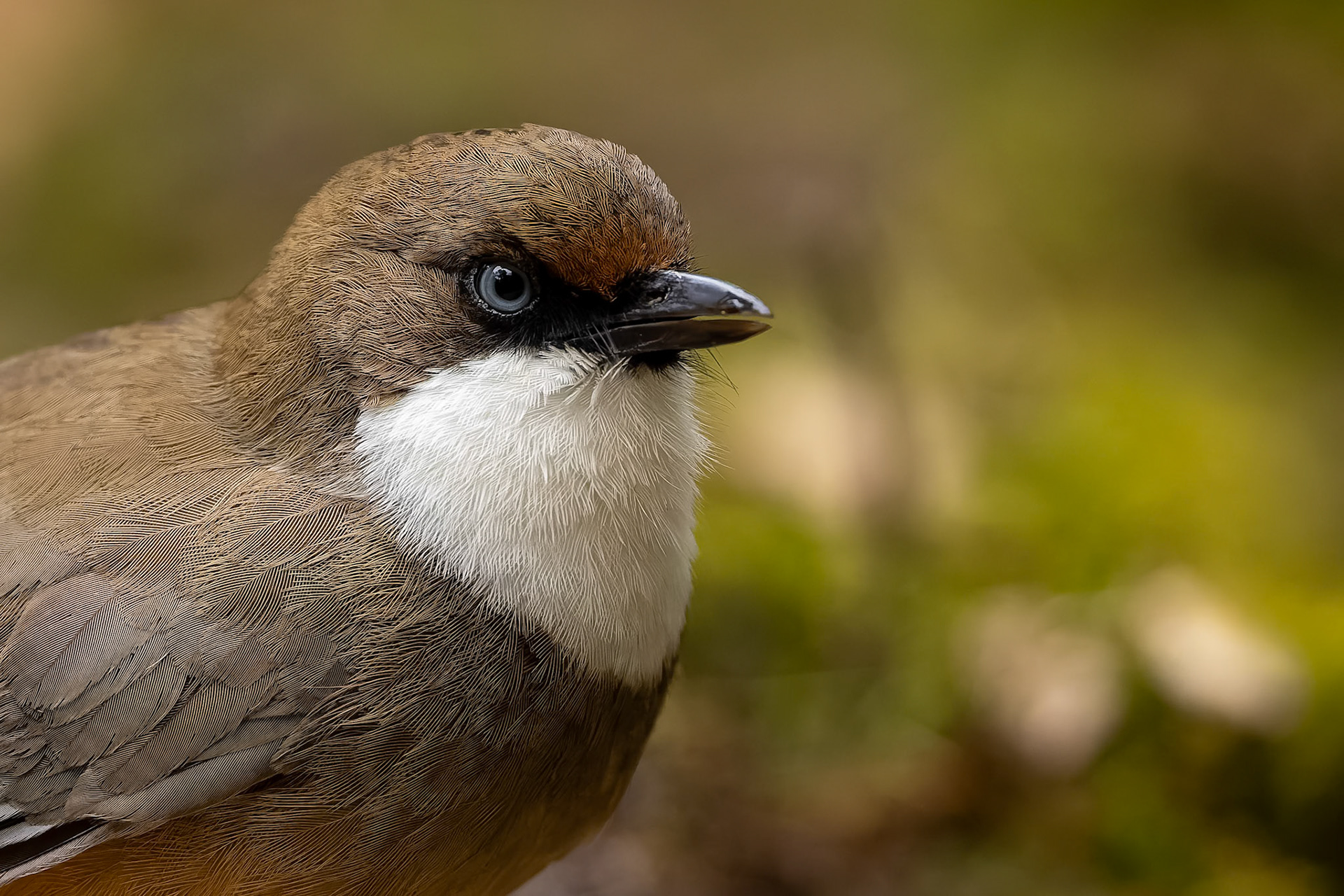 White-throated laughing thrush, Bird's Den, Corbett Tiger Reserve, India