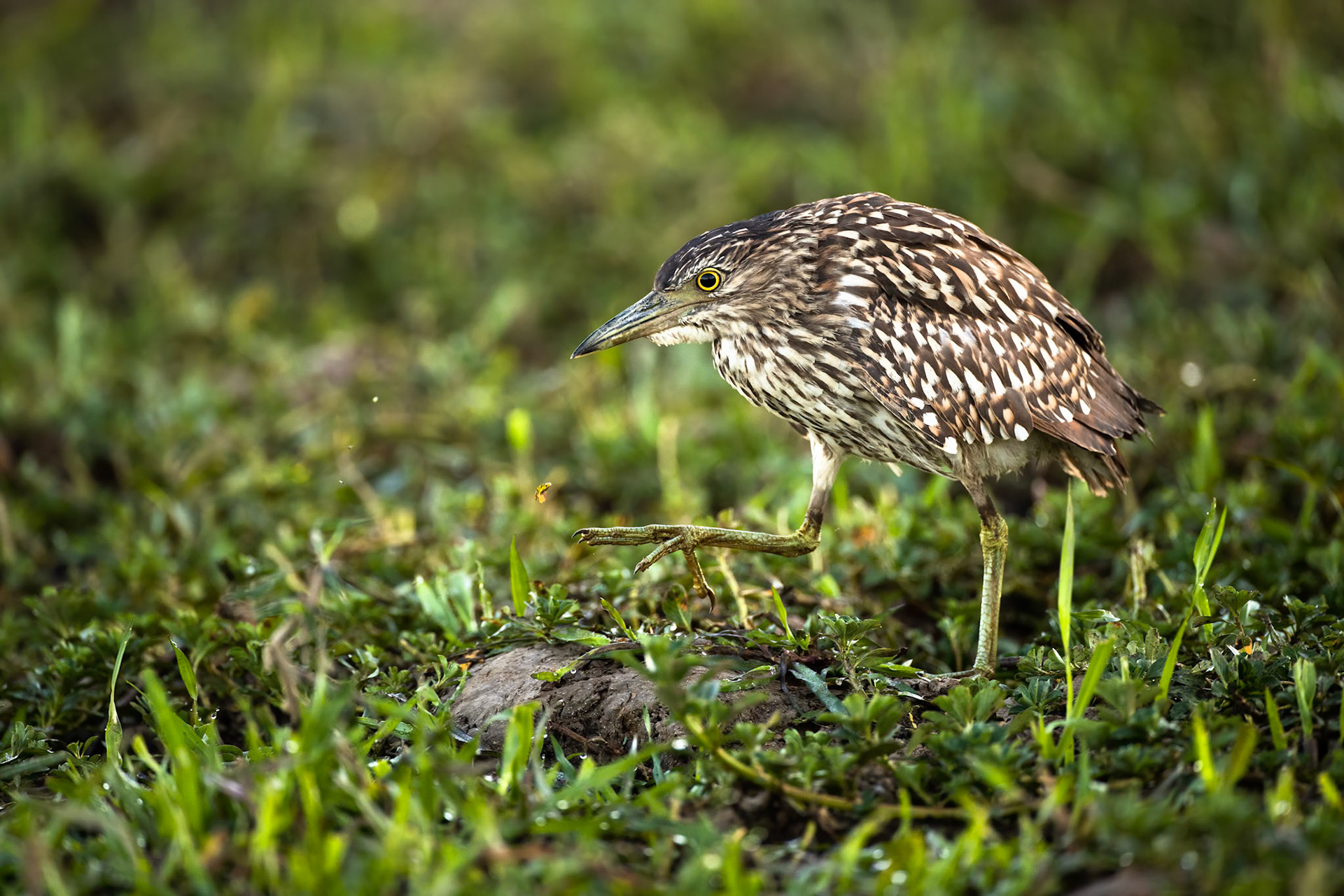 Rufous night-heron, Yellow waters billabong, Kakadu, Northern Territory, Australia