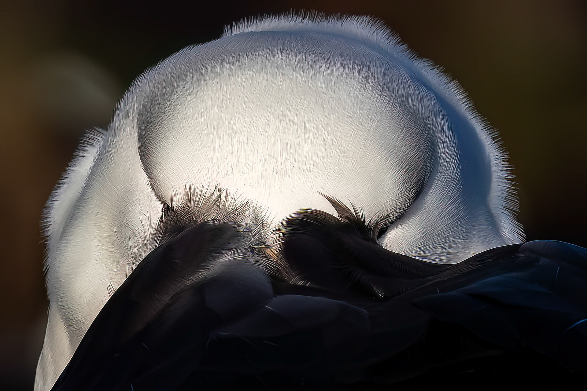 Black-browed albatross, The Settlement, Saunders Island, Falkland Islands