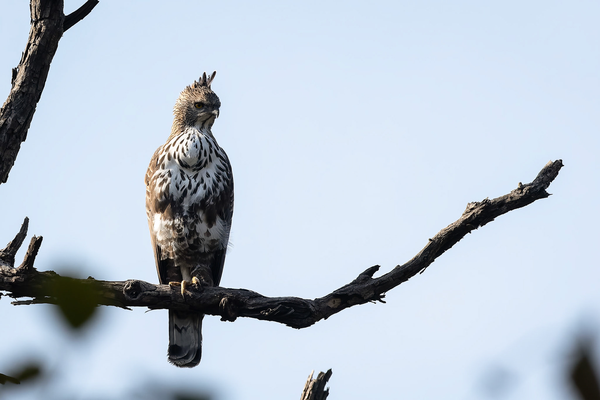Changeable hawk-eagle, Corbett Tiger Reserve, India