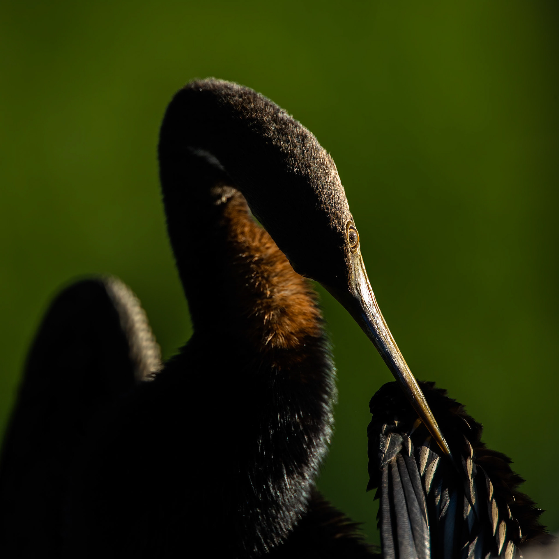 Australasian darter, Yellow waters billabong, Kakadu, Northern Territory, Australia