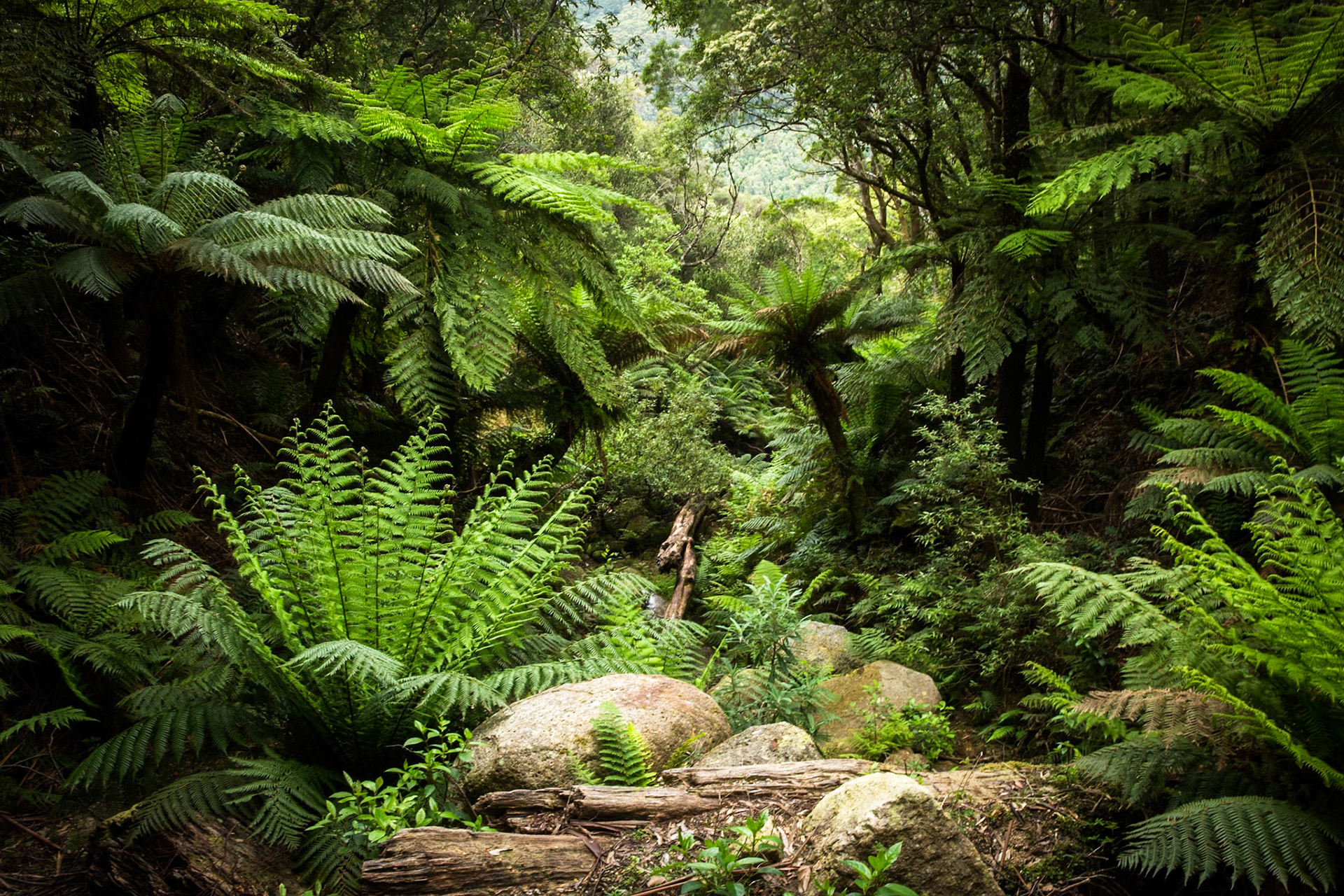 Telegraph Saddle carpark via Windy Saddle and Ferny Glade to Sealers Cove / beach (lunch and return.