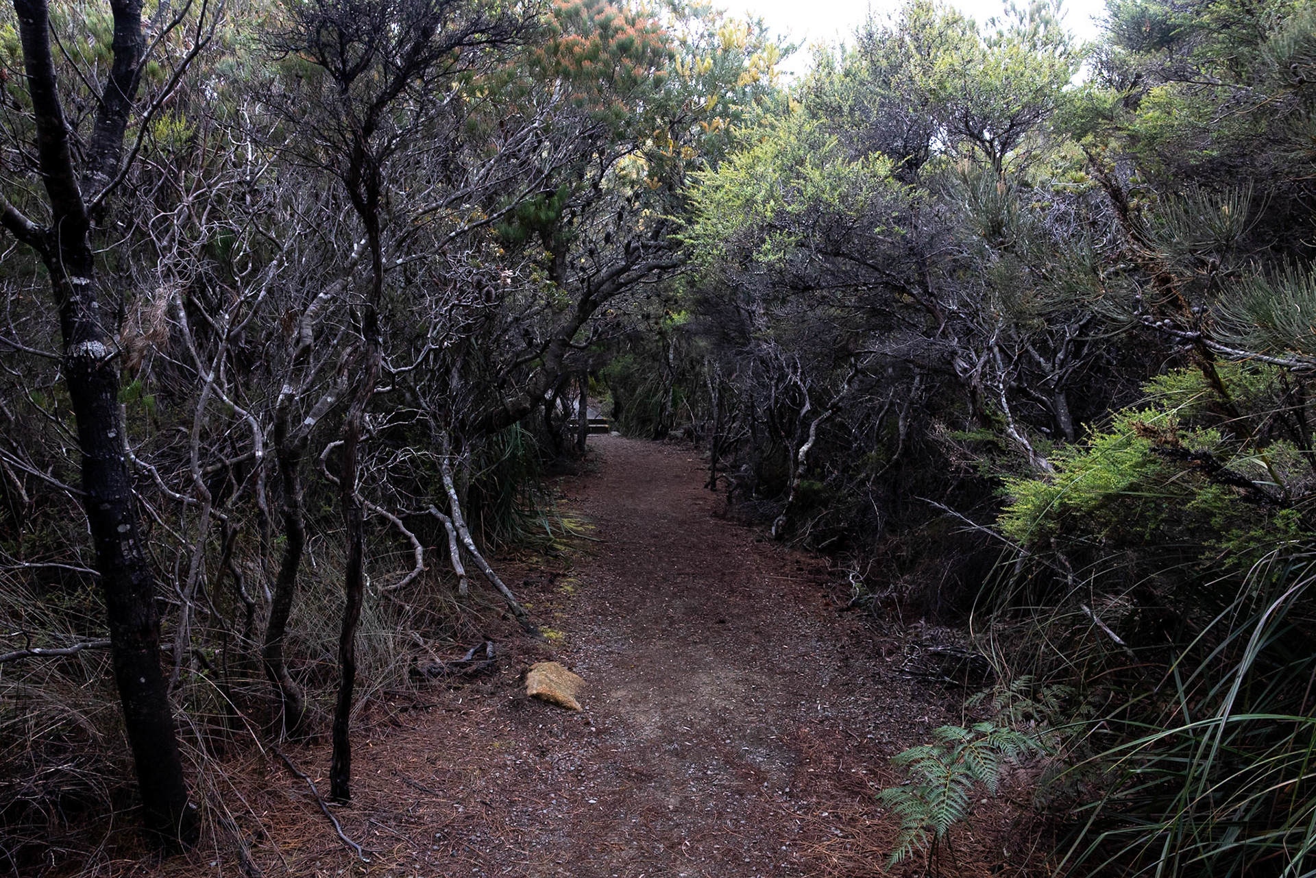 Three Capes Track, Crescent Lodge to Cape Pillar Lodge, Tasmania