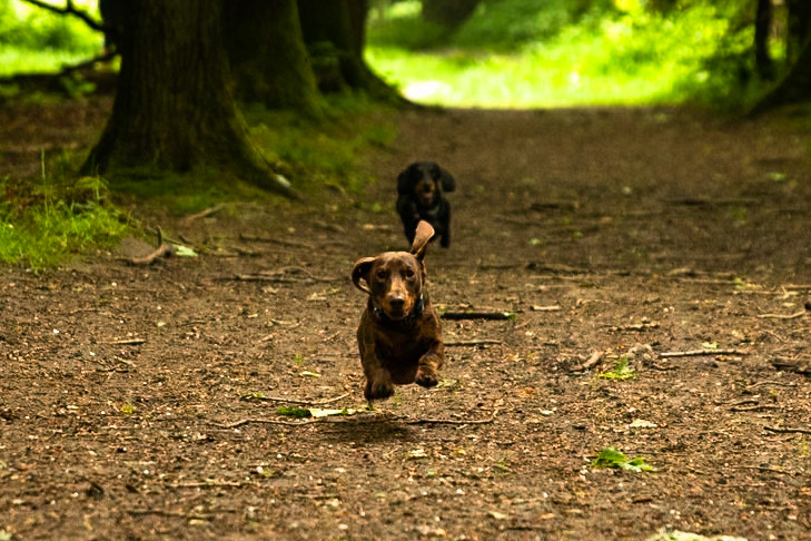 Ashridge Estate, National Trust Forest, Ringshall, England, United Kingdom
