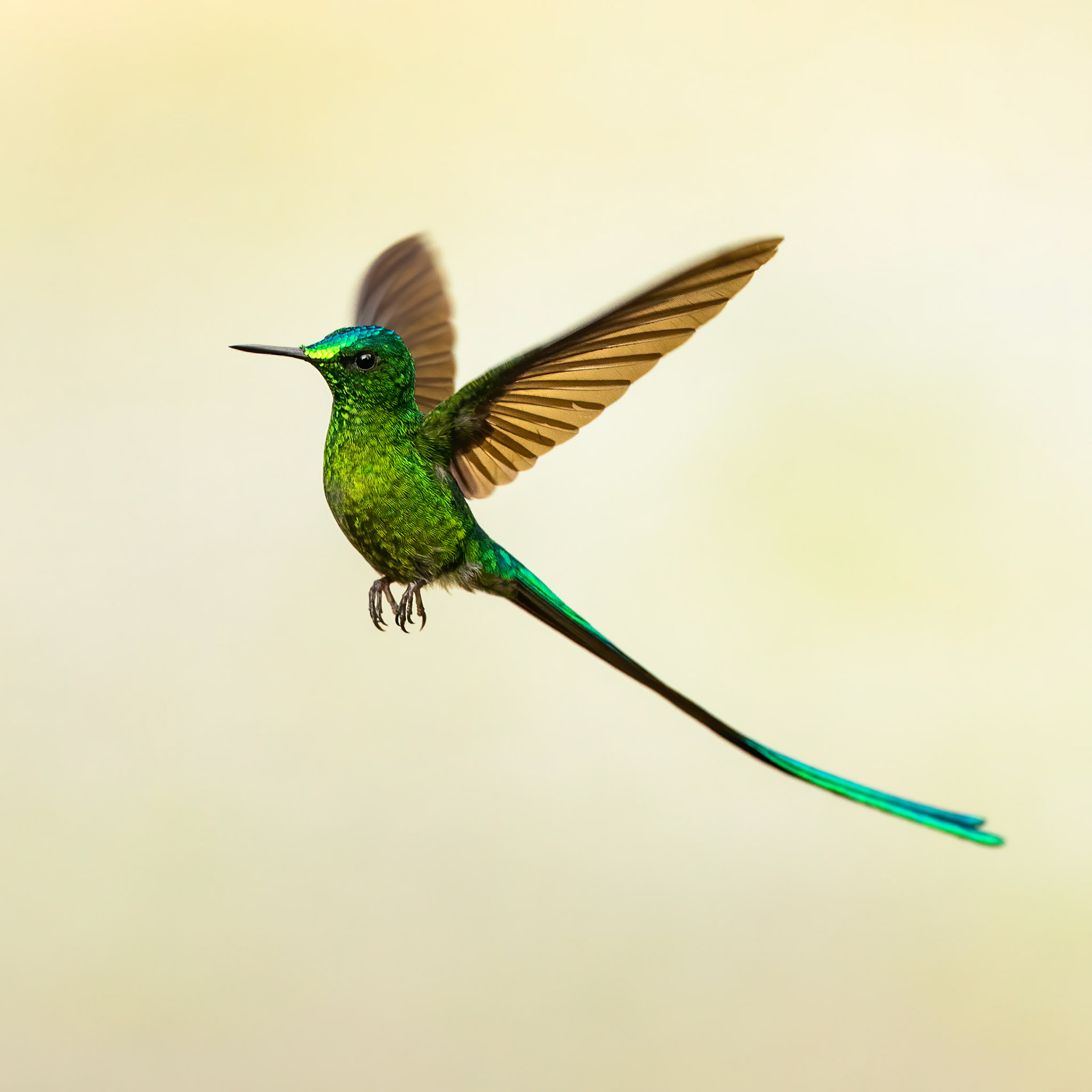Long-tailed sylph, Rio Blanco, Colombia