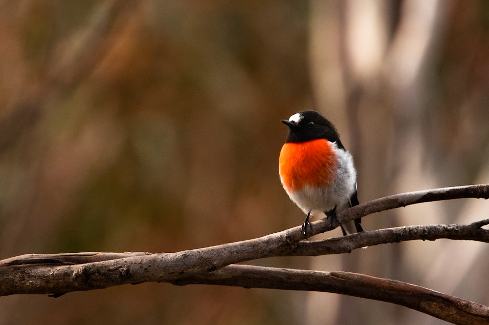 Scarlet robin, Mount Kosciuszko National Park, Snowy Mountains, New South Wales