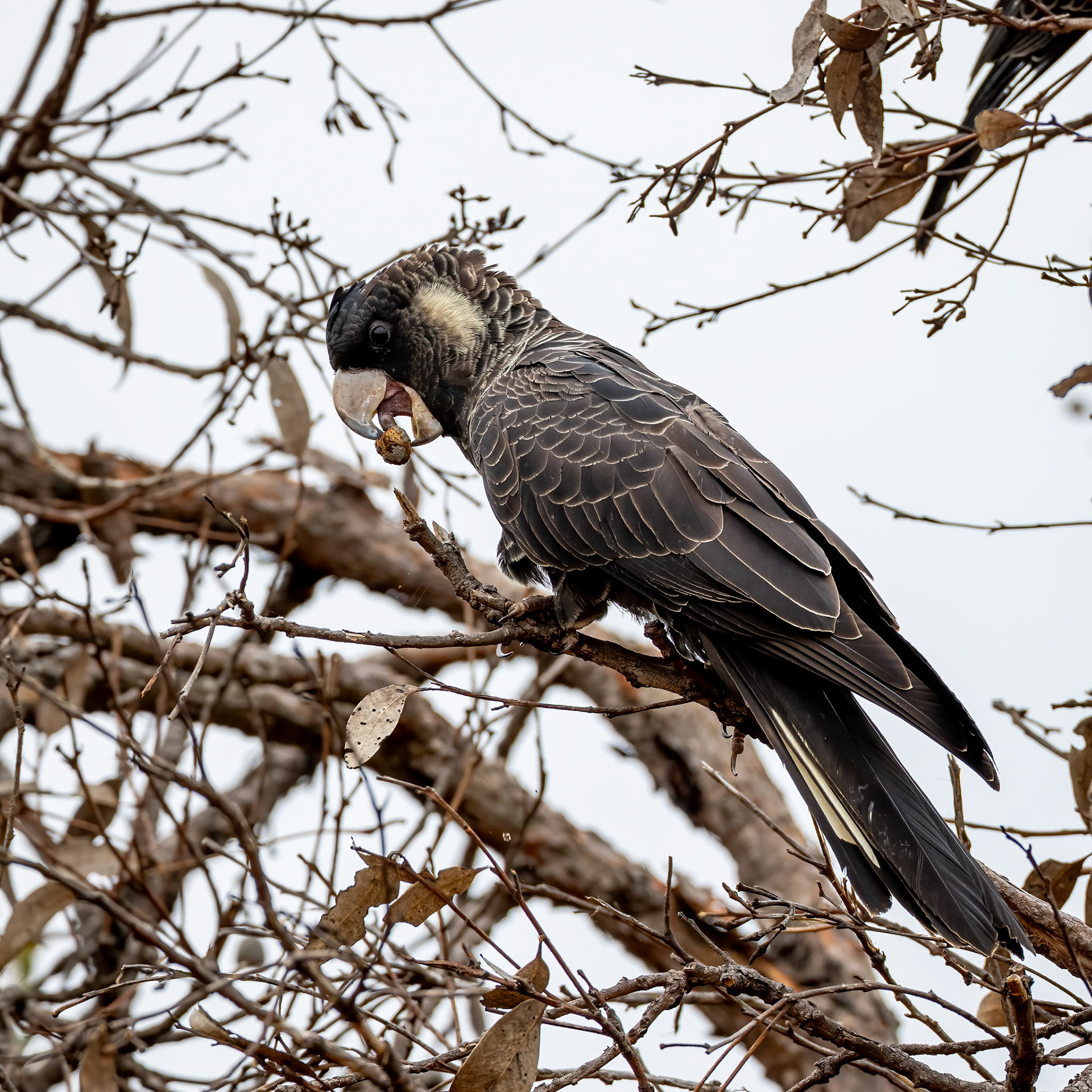 Baudin cockatoo, Stirling Ranges, West Australia